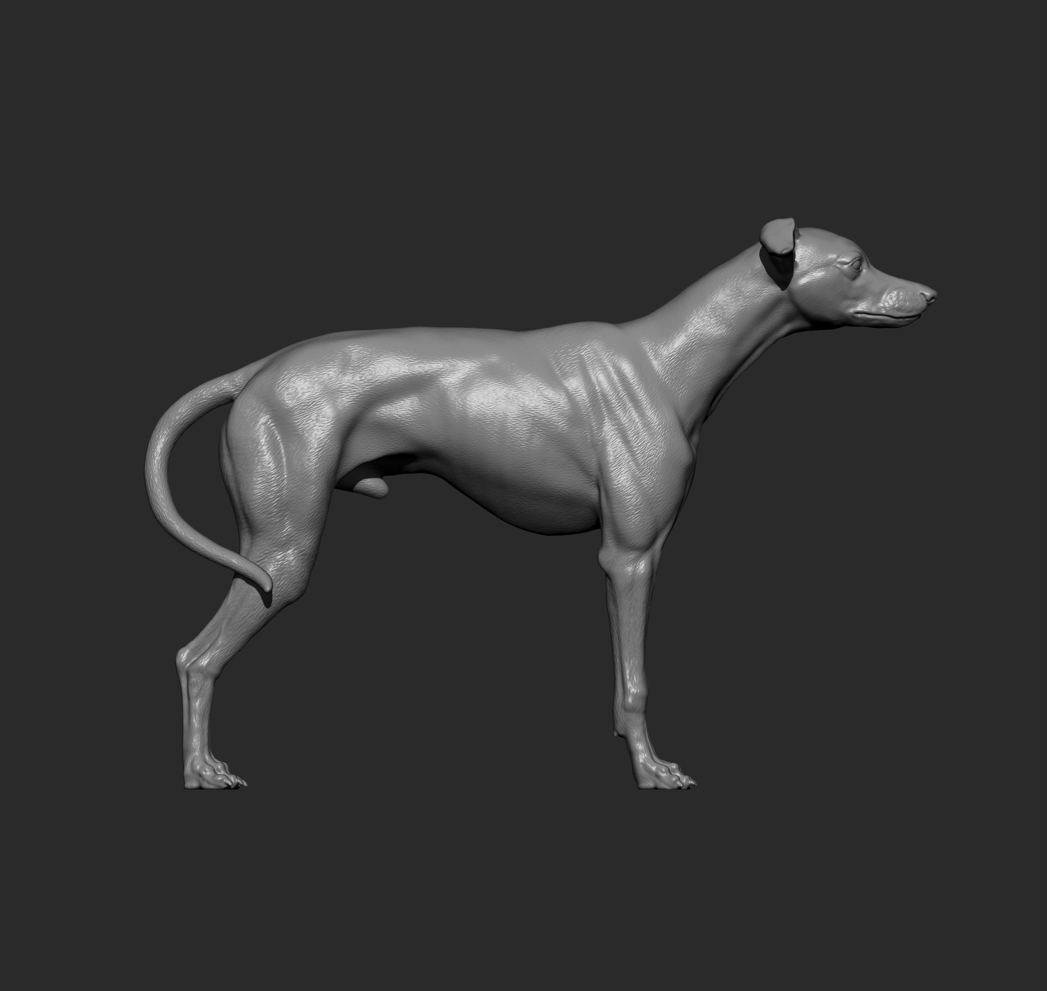 Whippet 3D print model_7