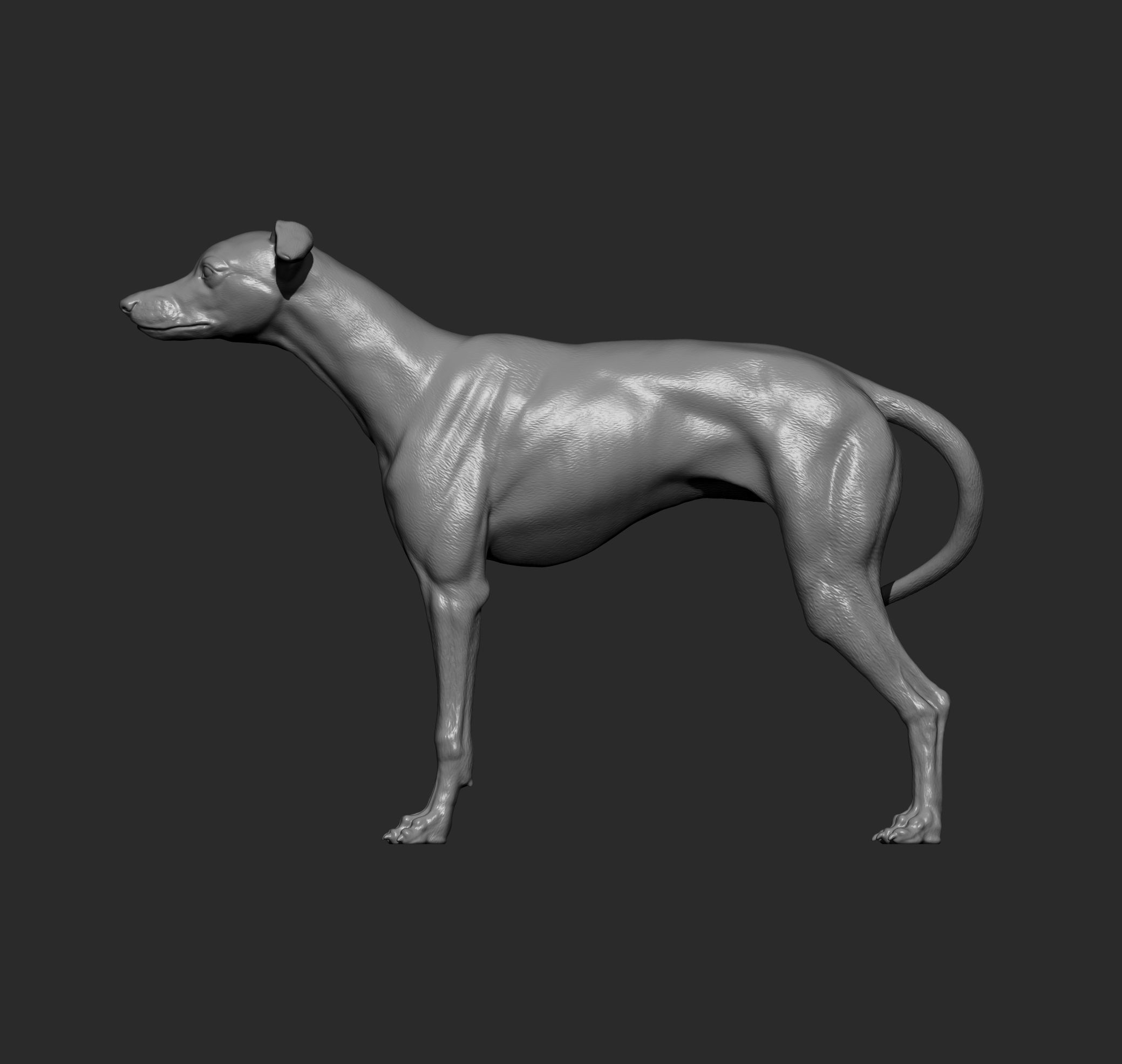 Whippet 3D print model_11