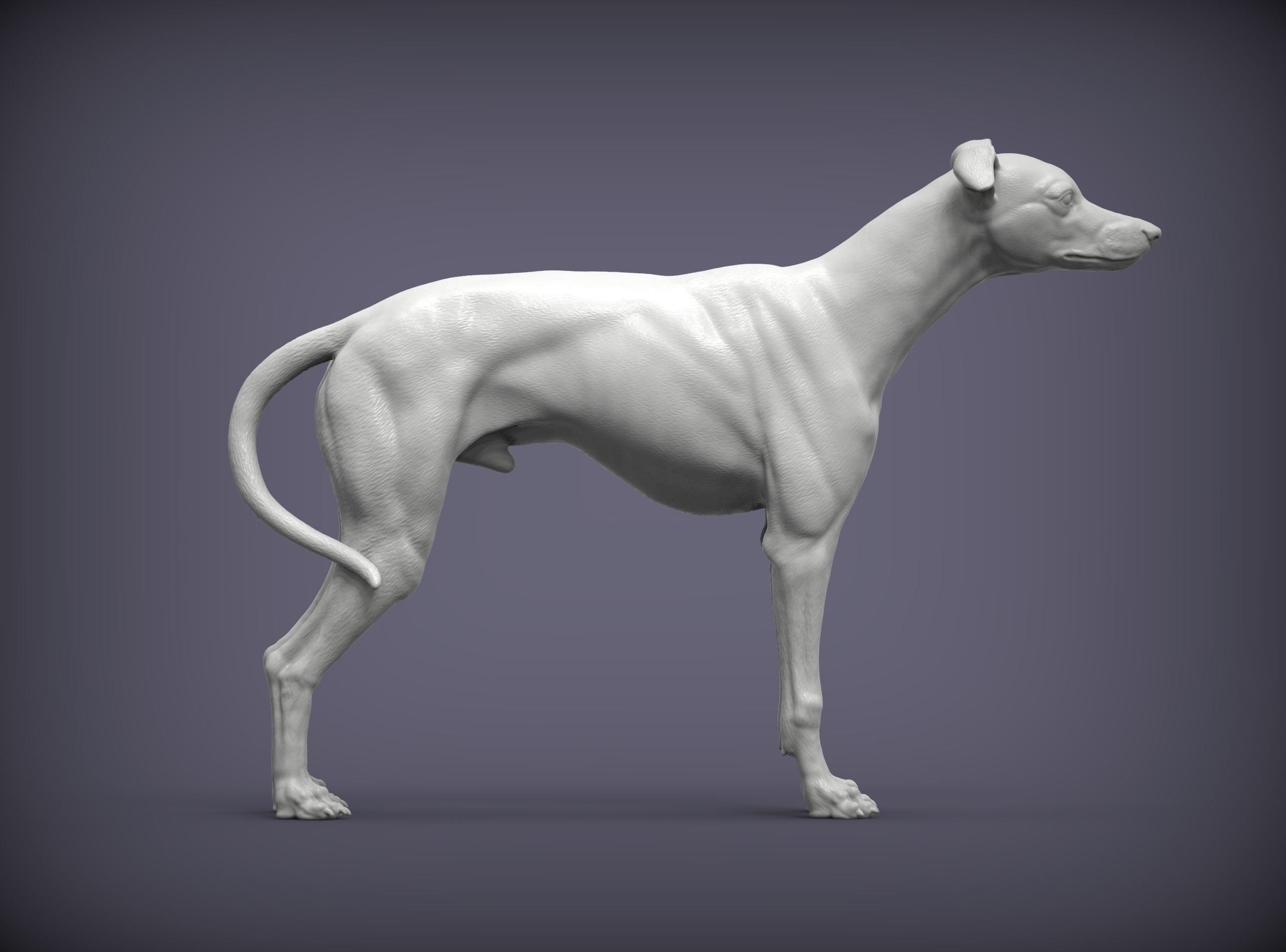 Whippet 3D print model_5