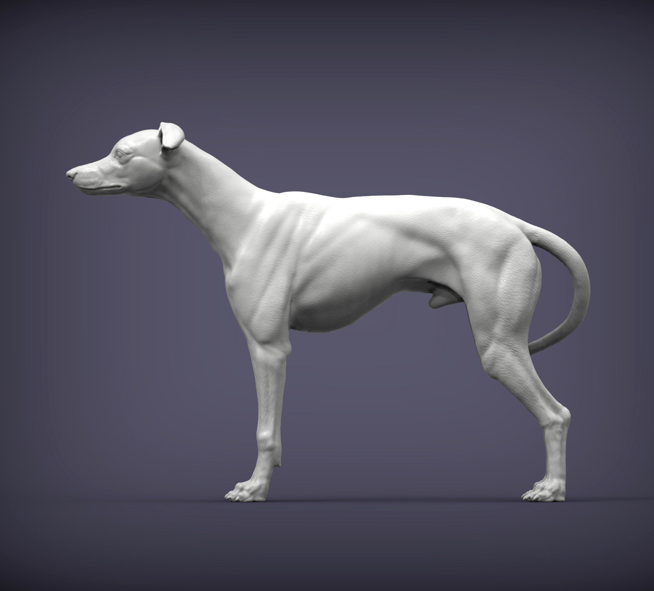 Whippet 3D print model_3