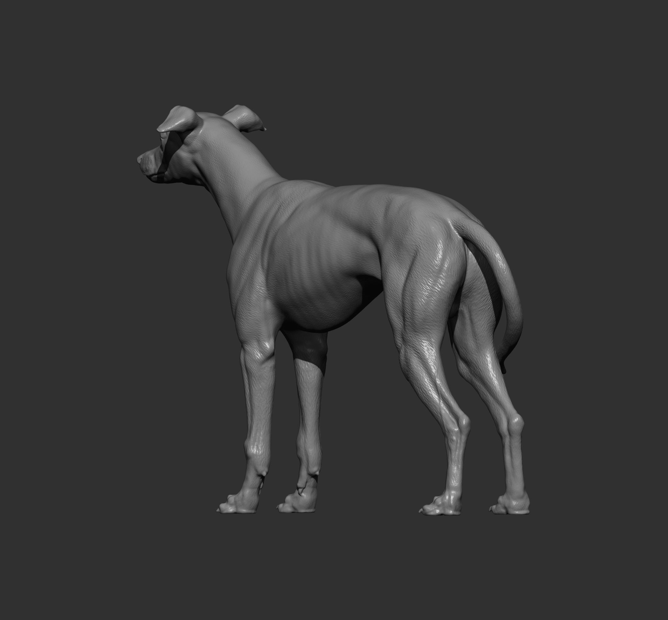 Whippet 3D print model_8