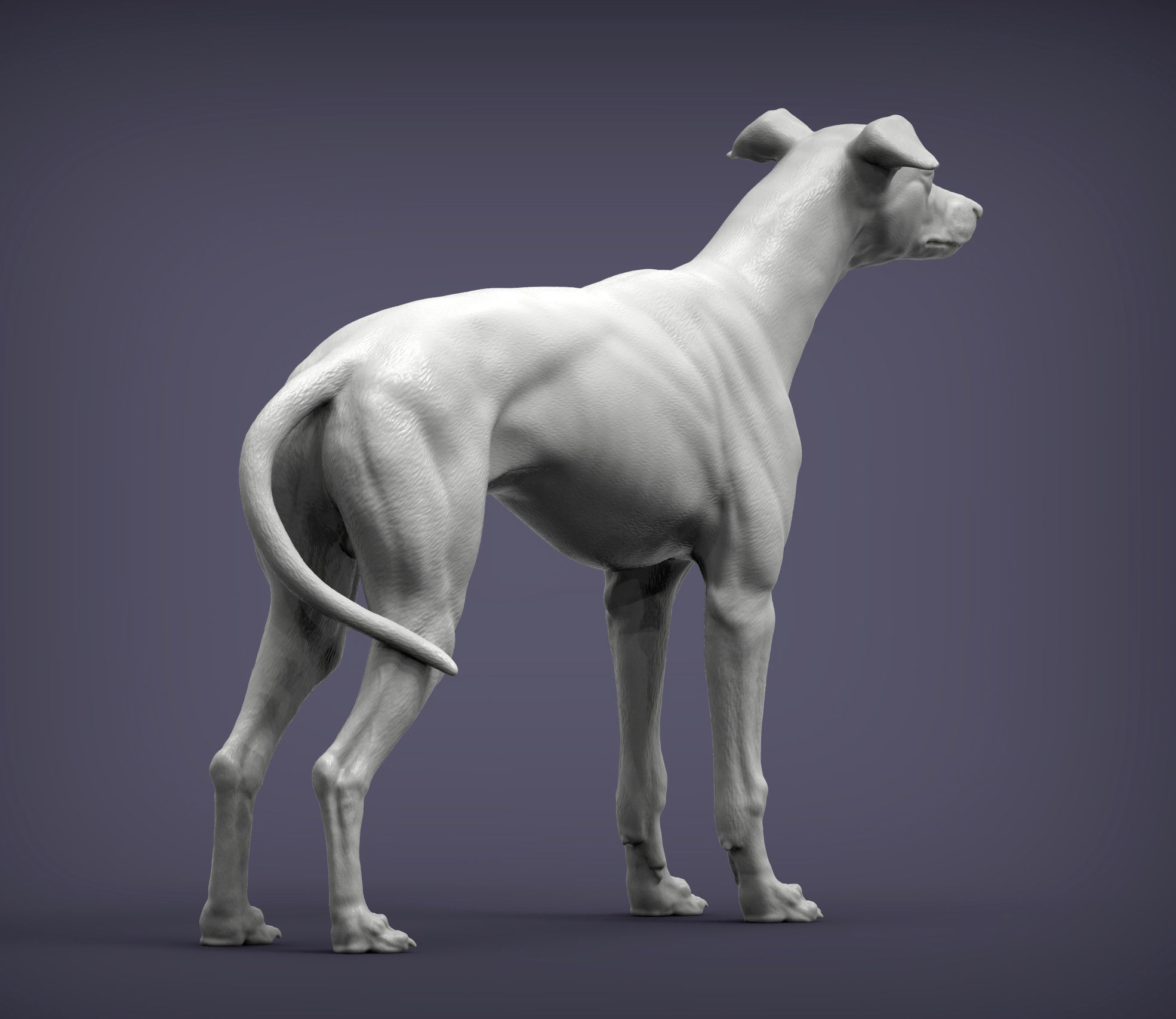 Whippet 3D print model_6