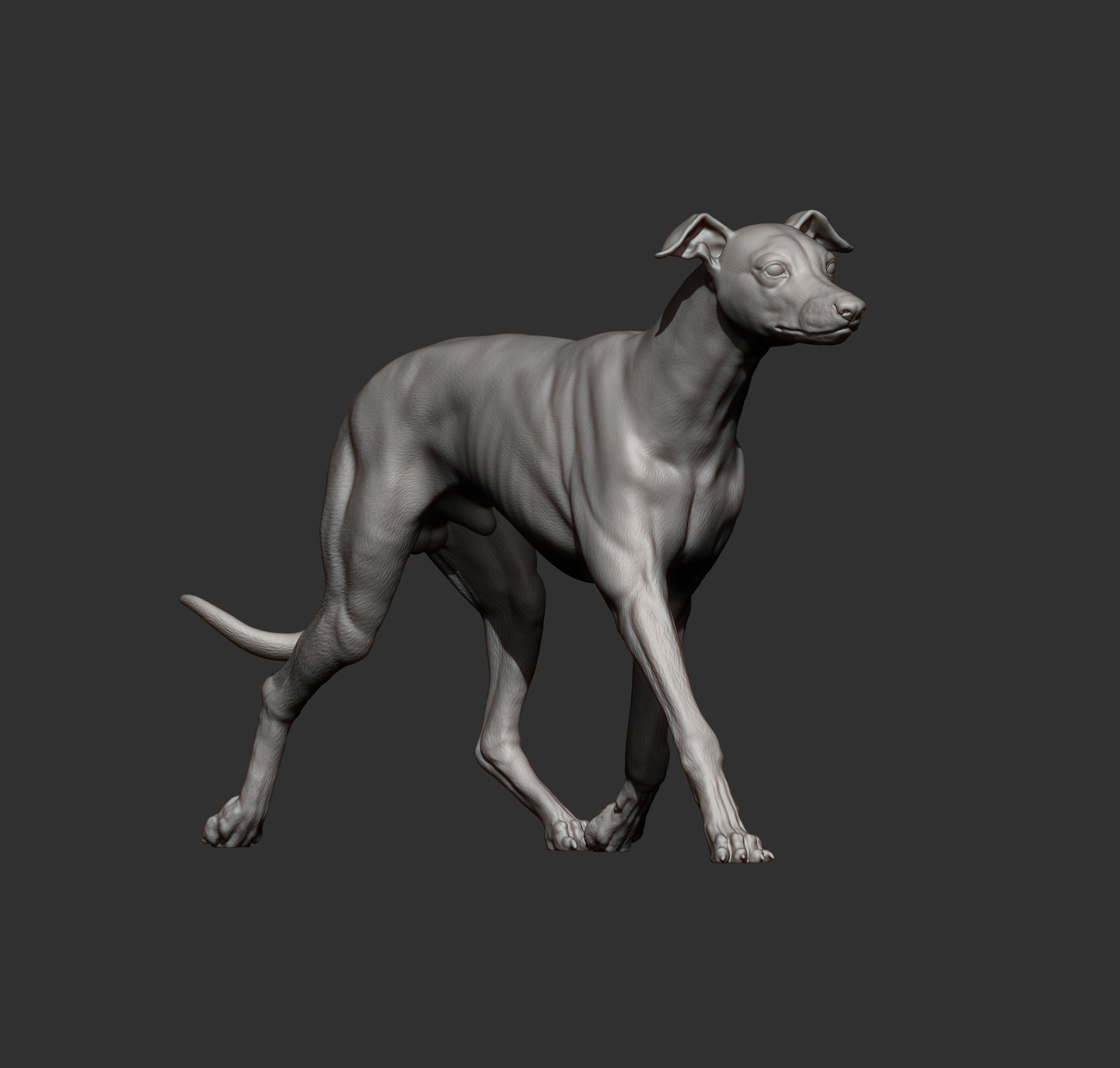 Whippet runs 3D print model_11