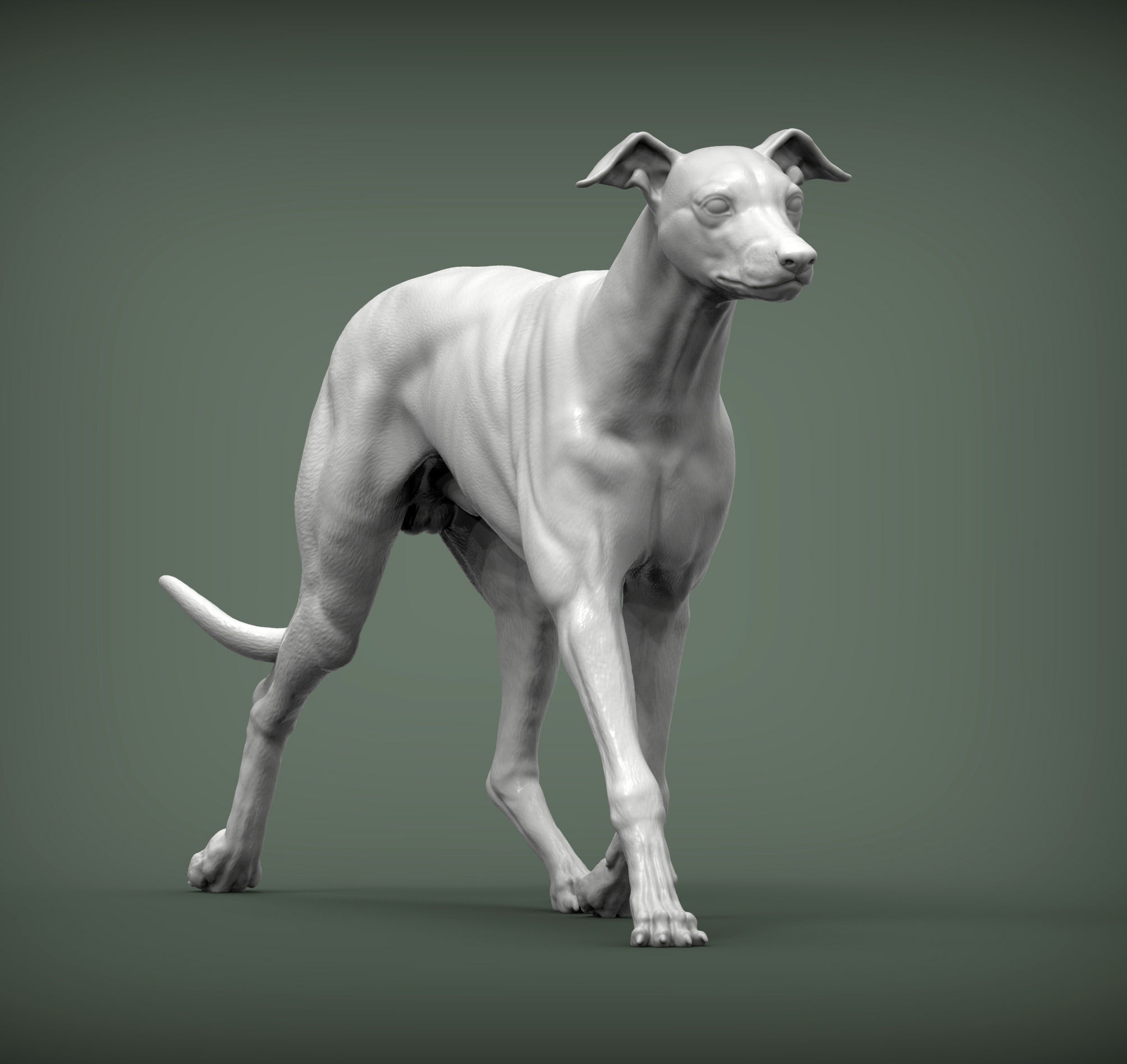 Whippet runs 3D print model_2