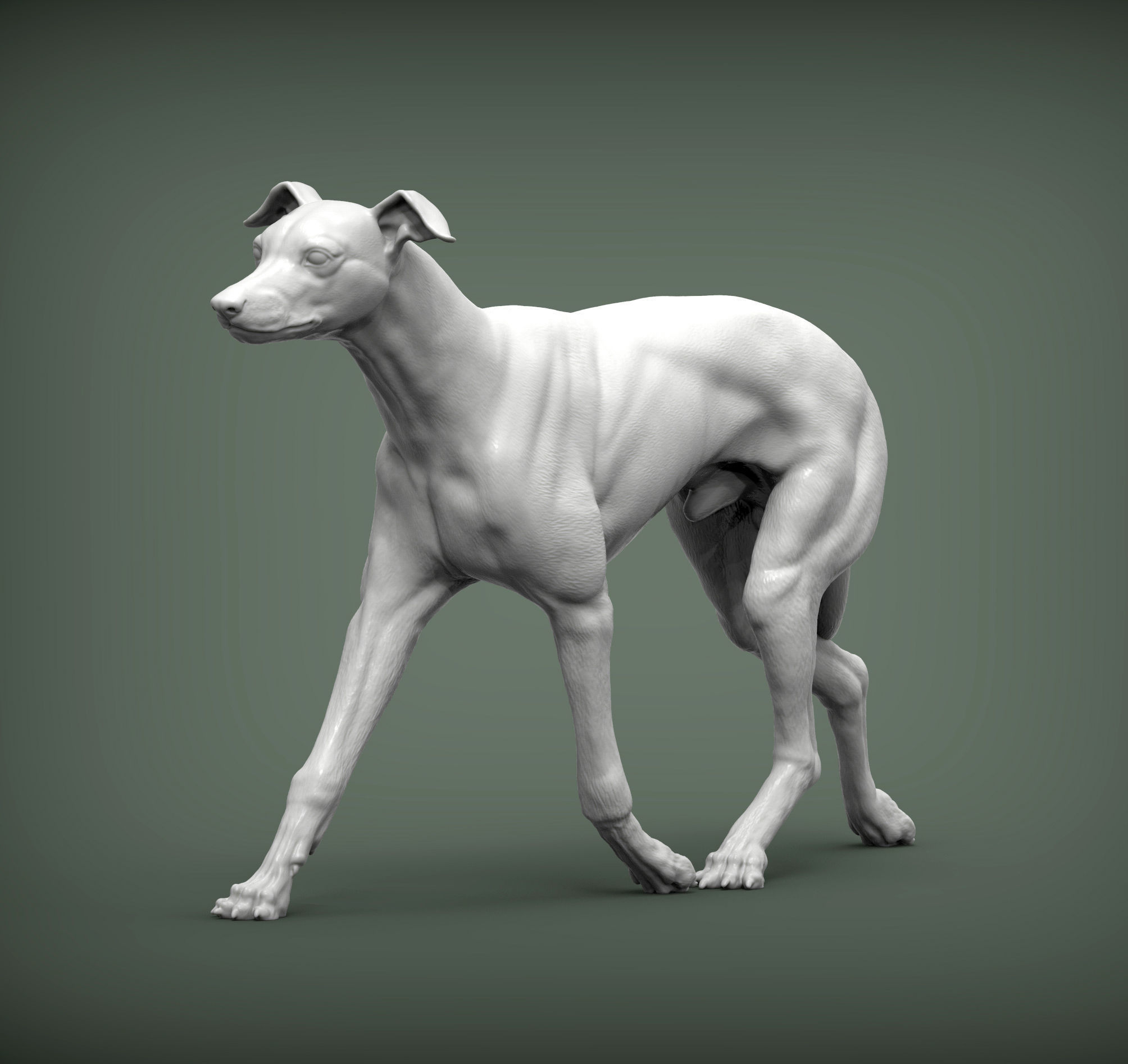 Whippet runs 3D print model_1