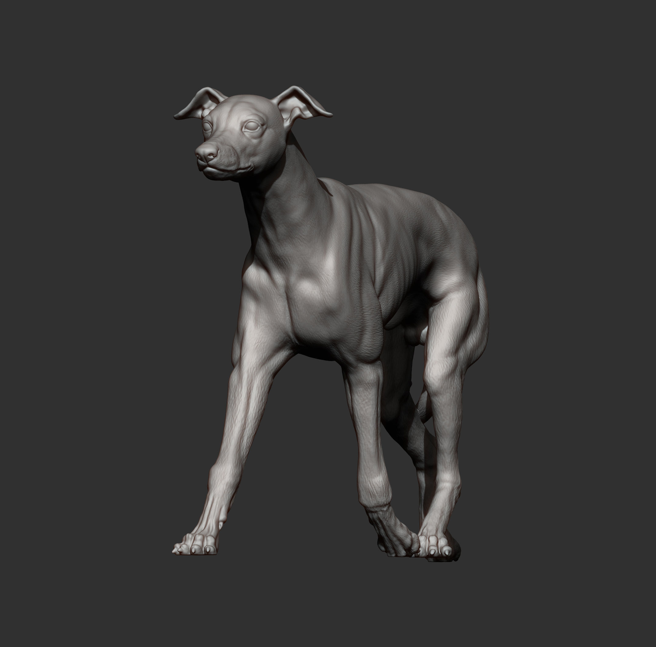 Whippet runs 3D print model_12