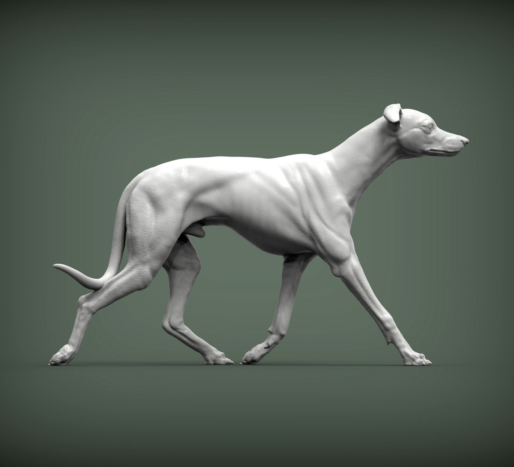 Whippet runs 3D print model_3