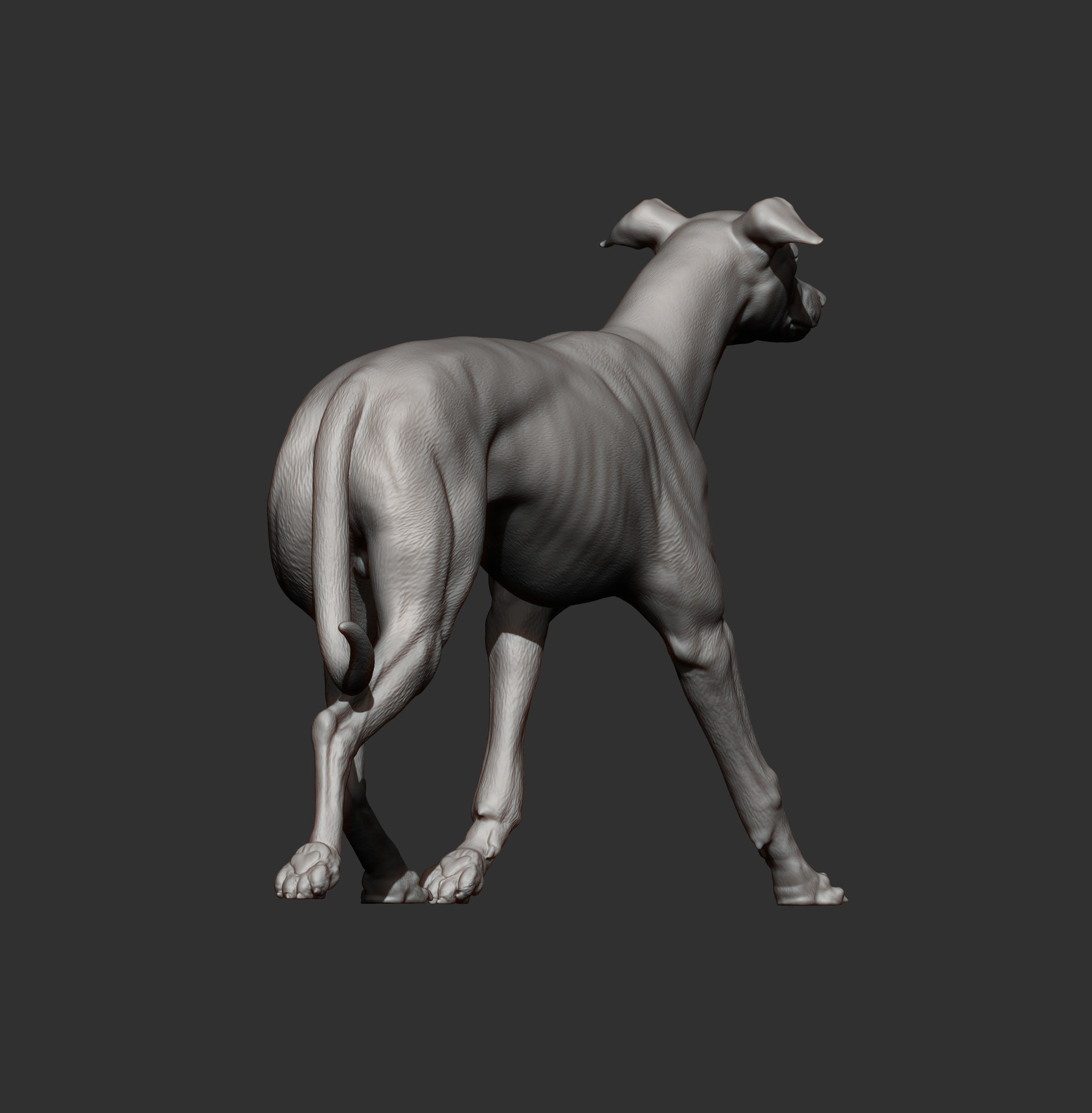 Whippet runs 3D print model_7