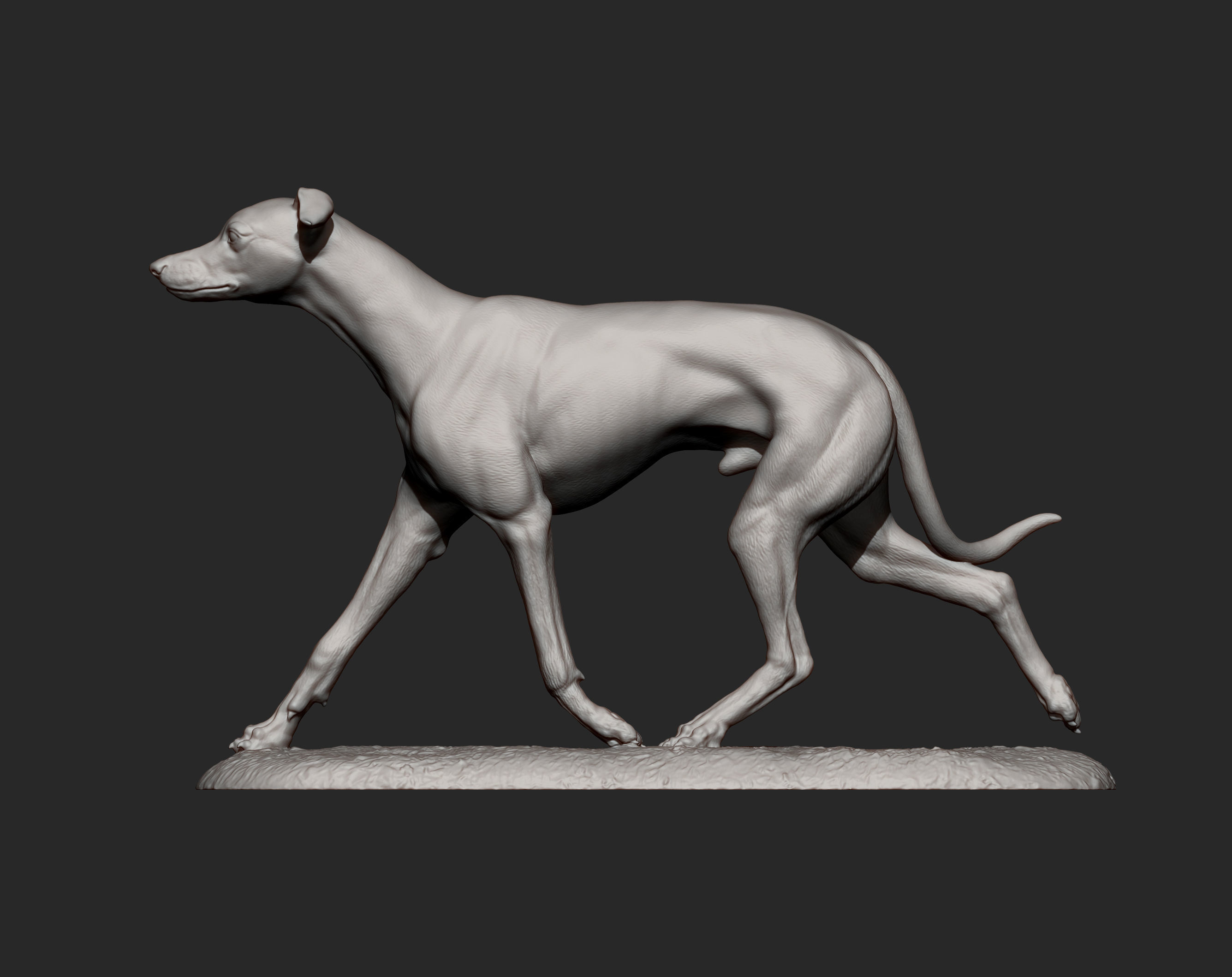 Whippet runs 3D print model_8