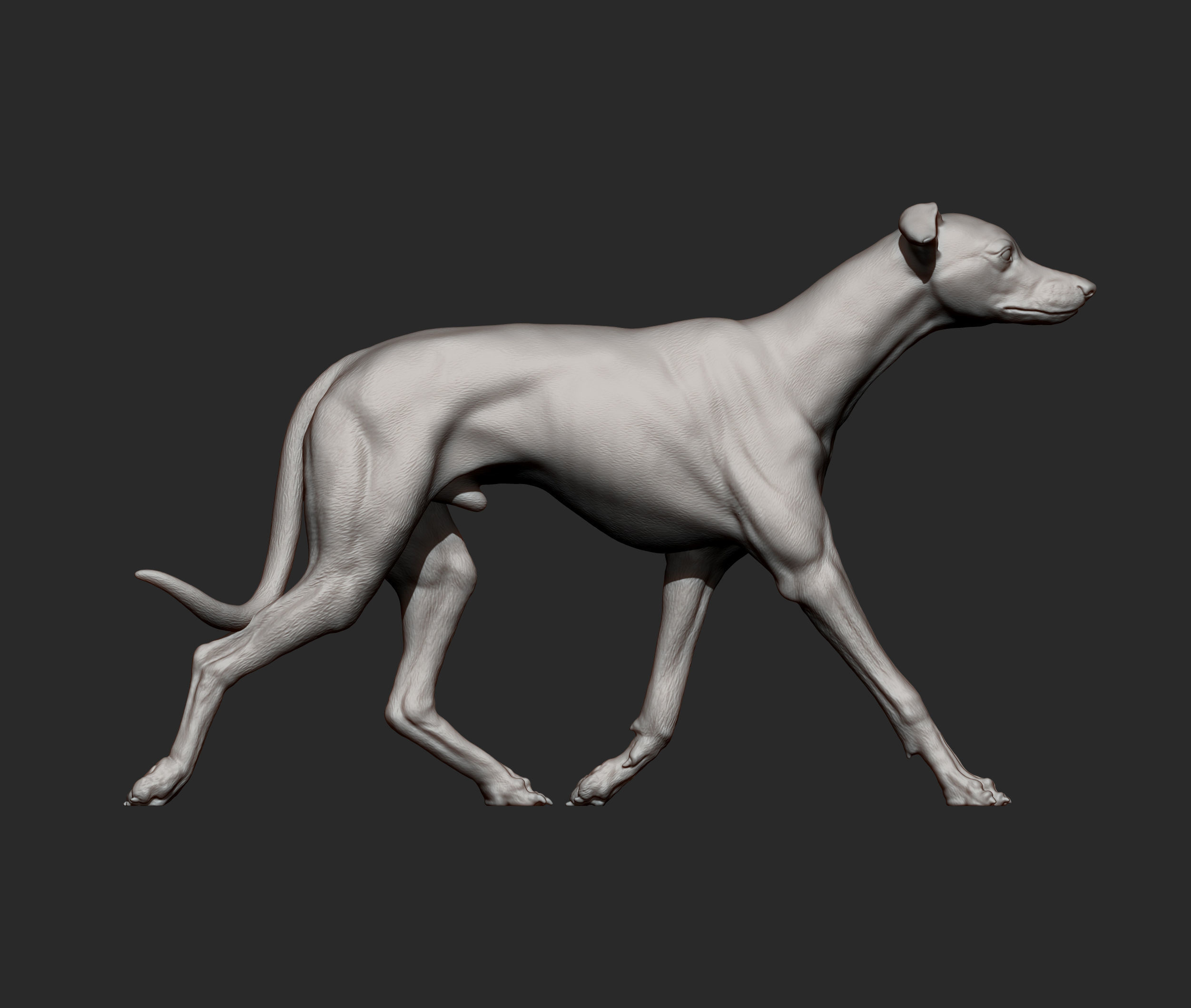 Whippet runs 3D print model_10