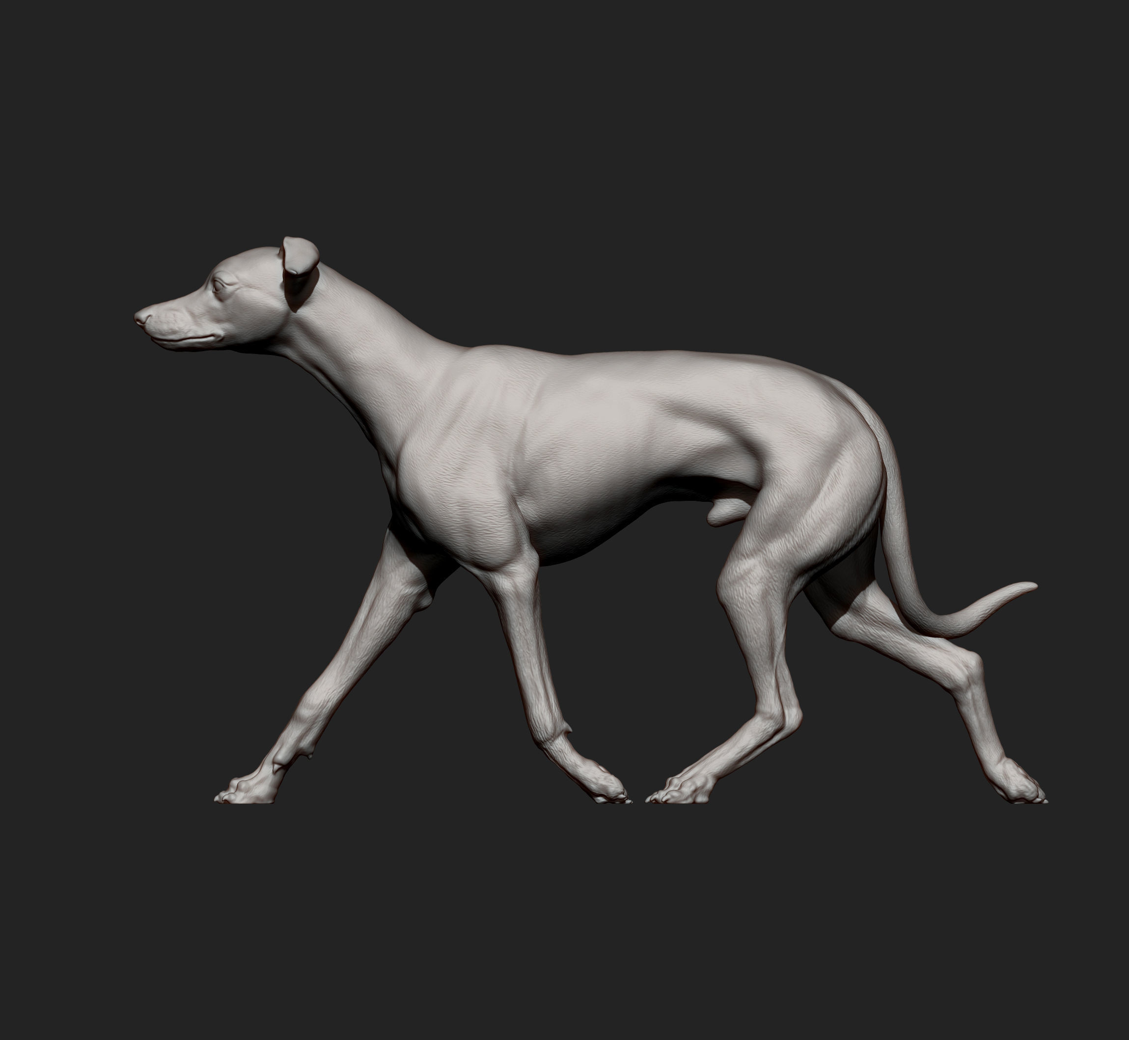Whippet runs 3D print model_13
