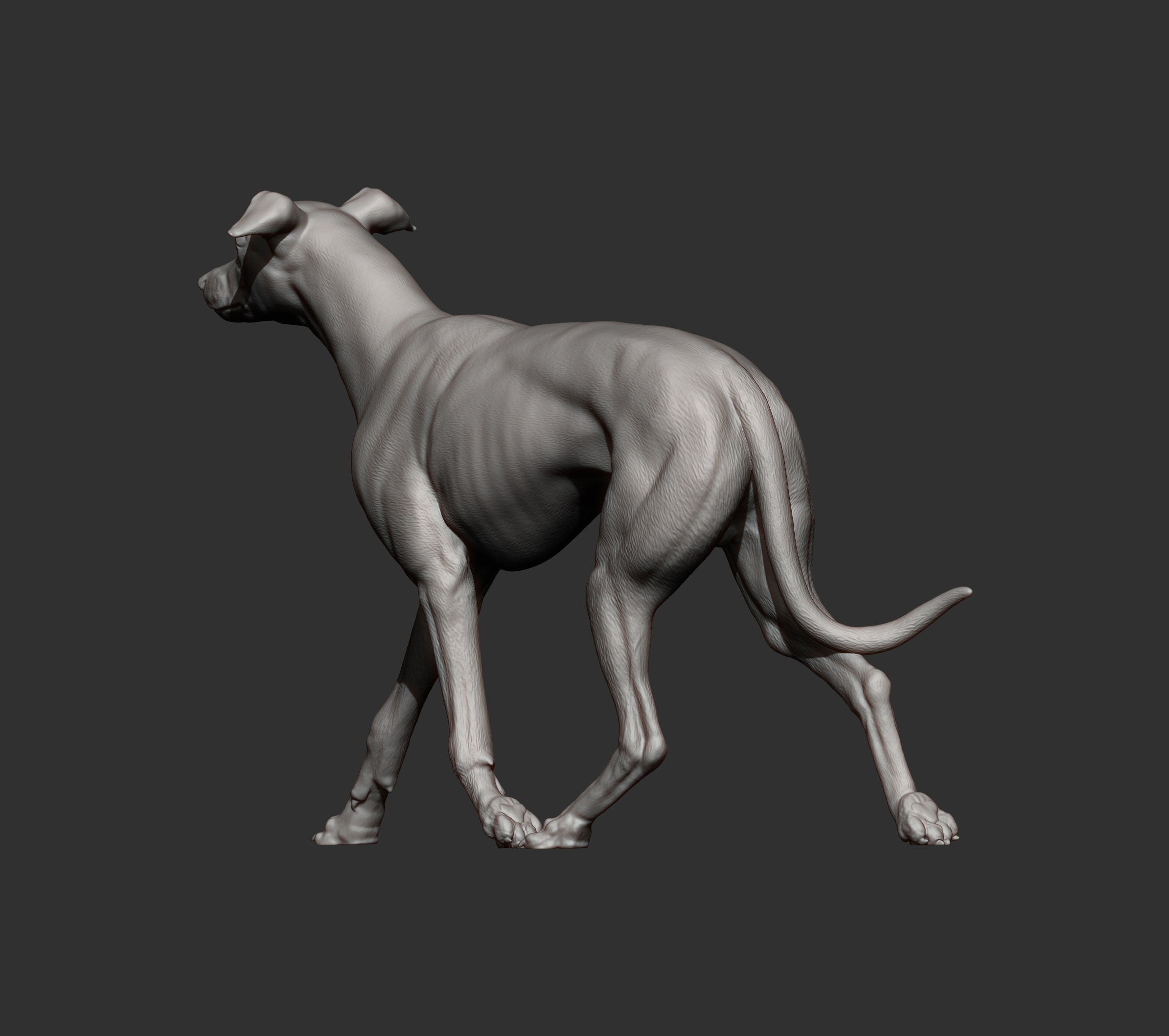Whippet runs 3D print model_6