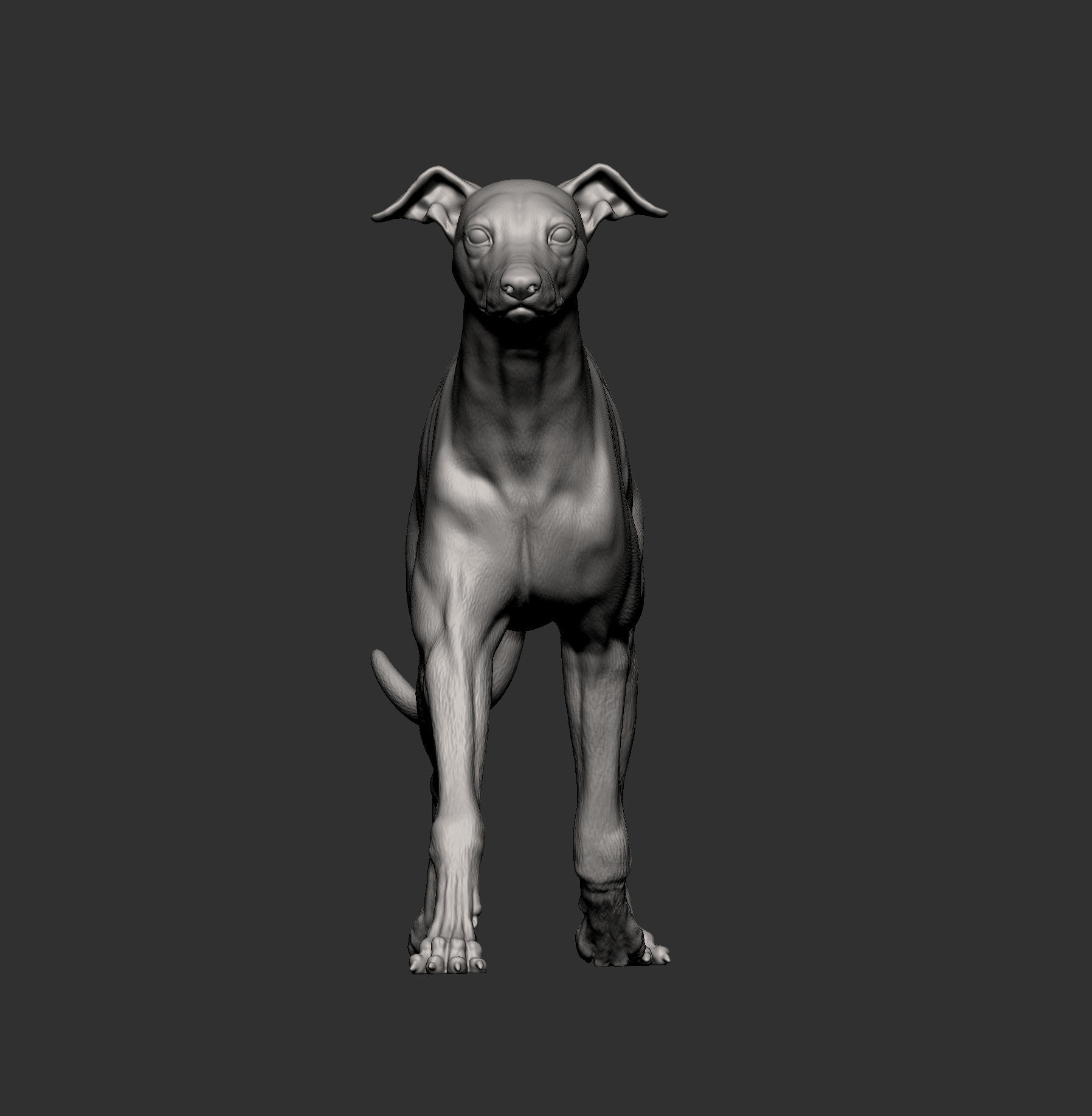 Whippet runs 3D print model_5
