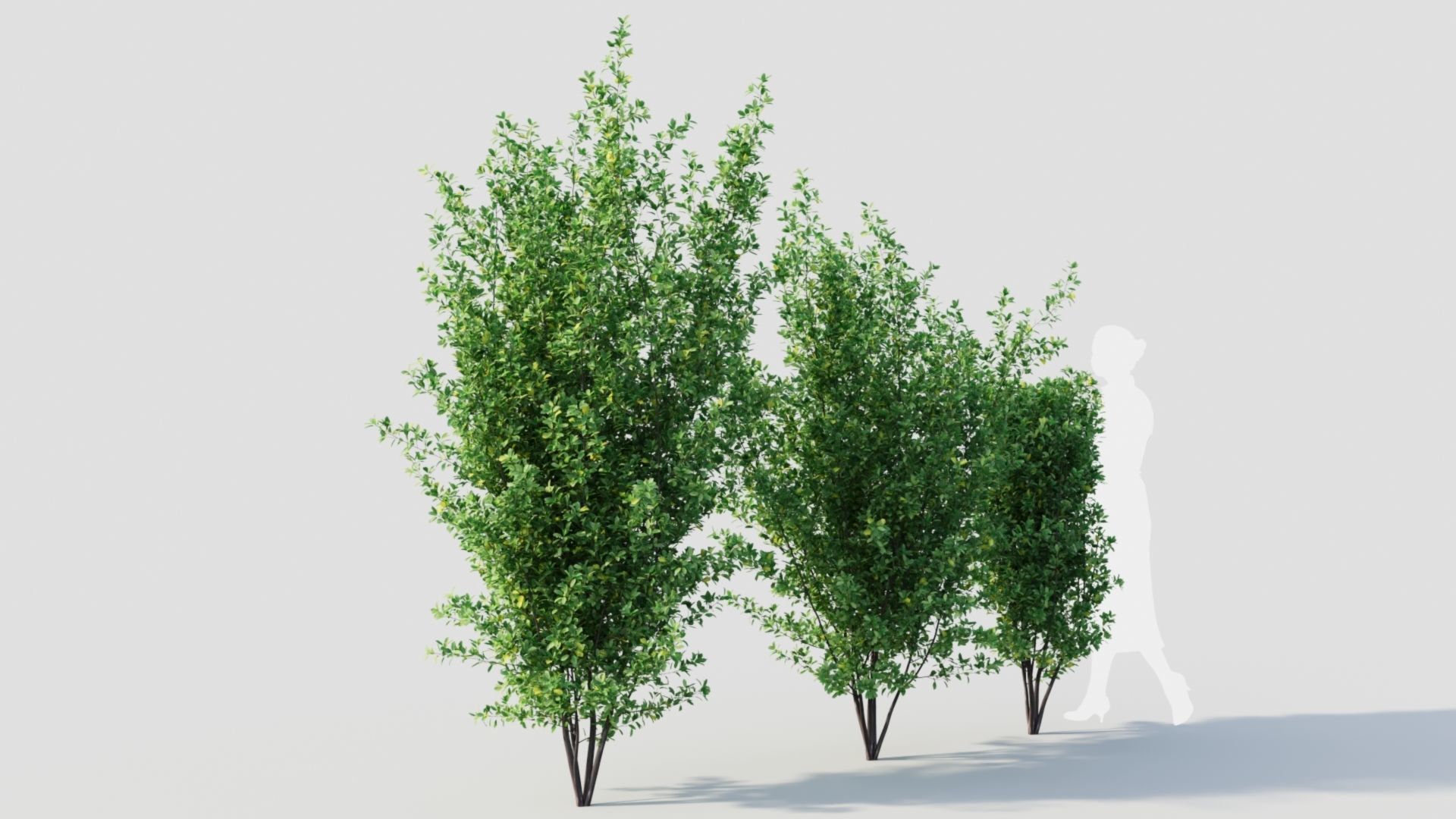 Rhamnus Frangula a 3D model_6