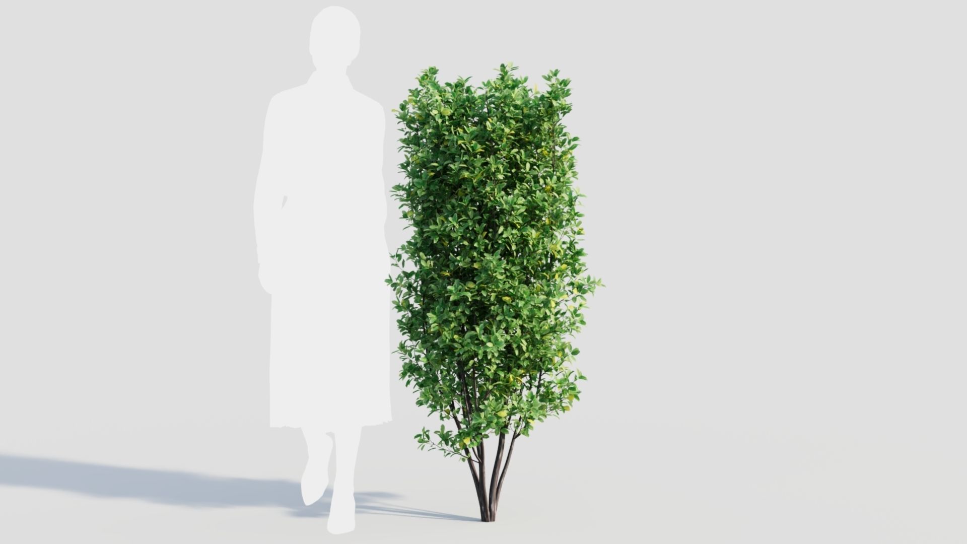 Rhamnus Frangula a 3D model_7