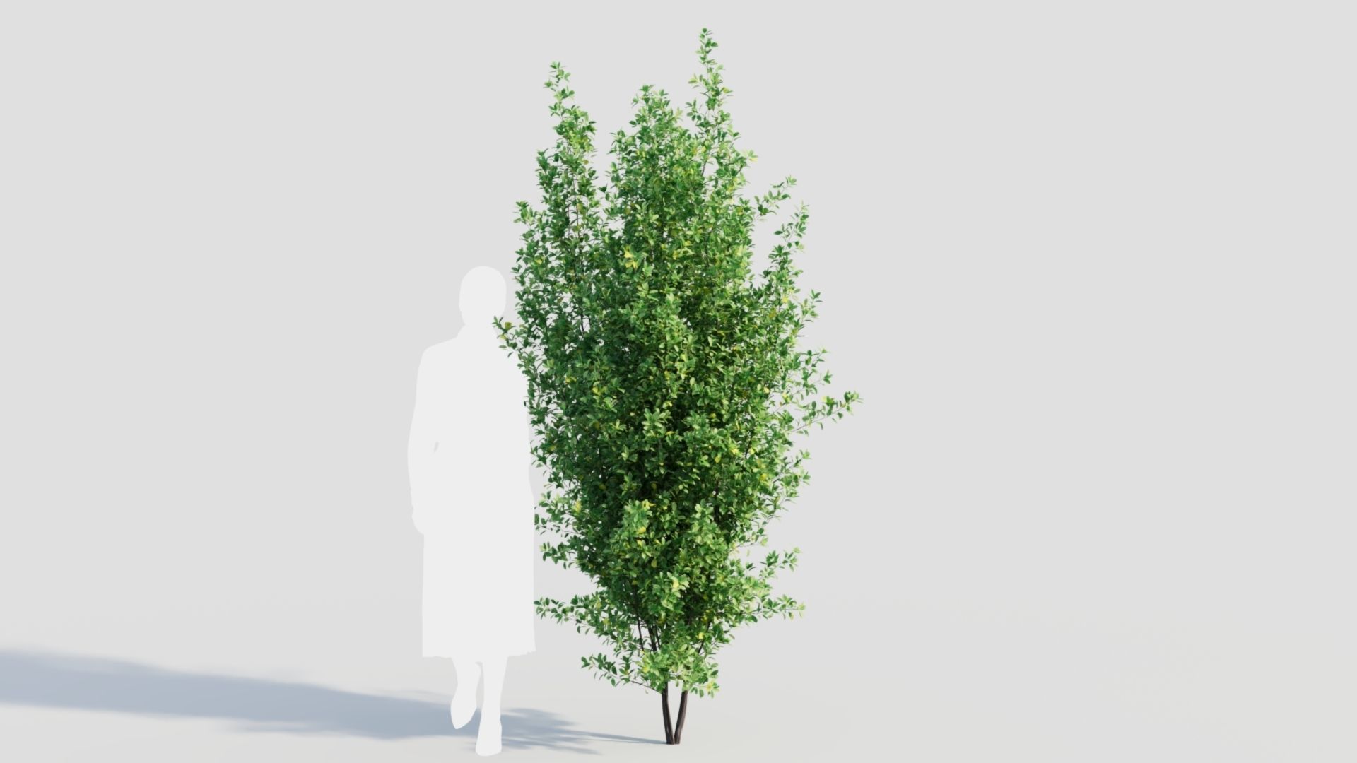 Rhamnus Frangula a 3D model_9