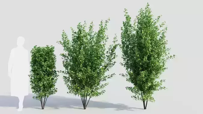 Rhamnus Frangula a 3D model
