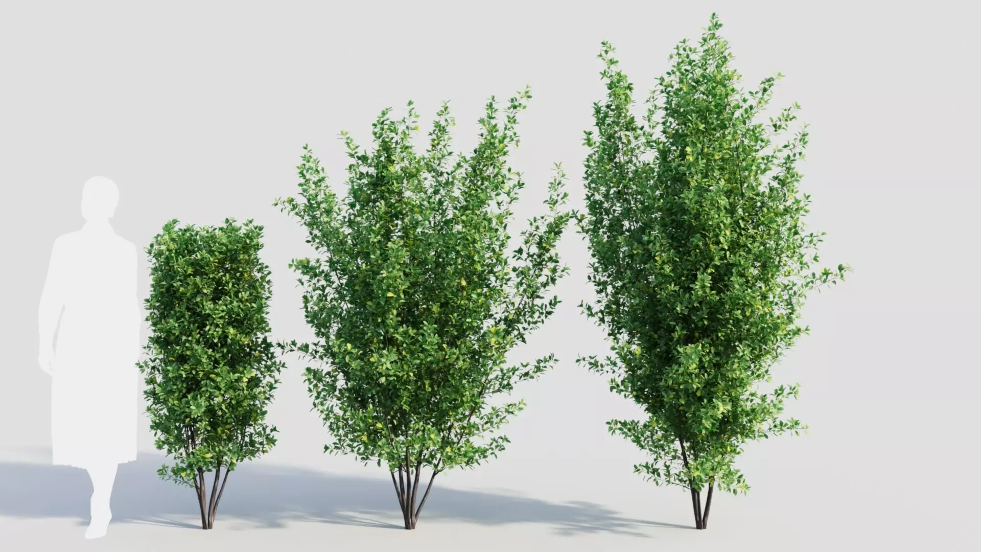 Rhamnus Frangula a 3D model_0