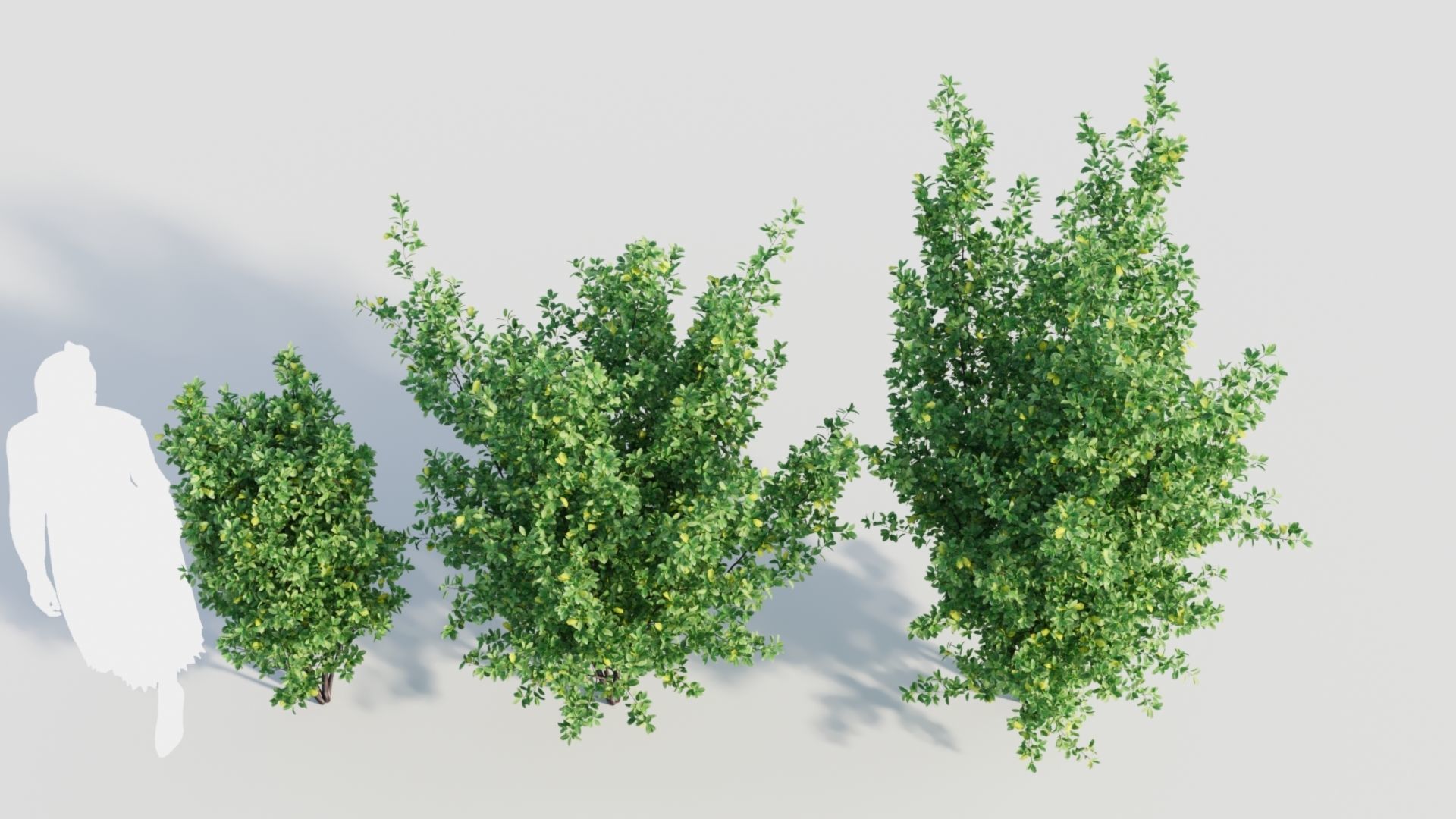 Rhamnus Frangula a 3D model_4