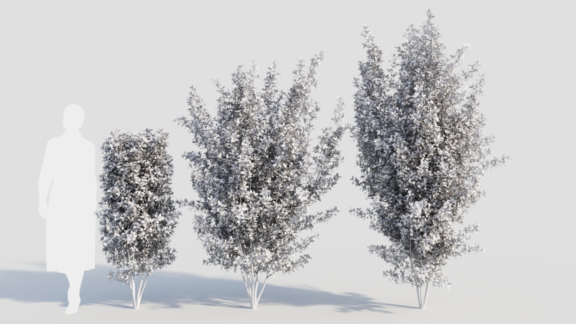 Rhamnus Frangula a 3D model_10