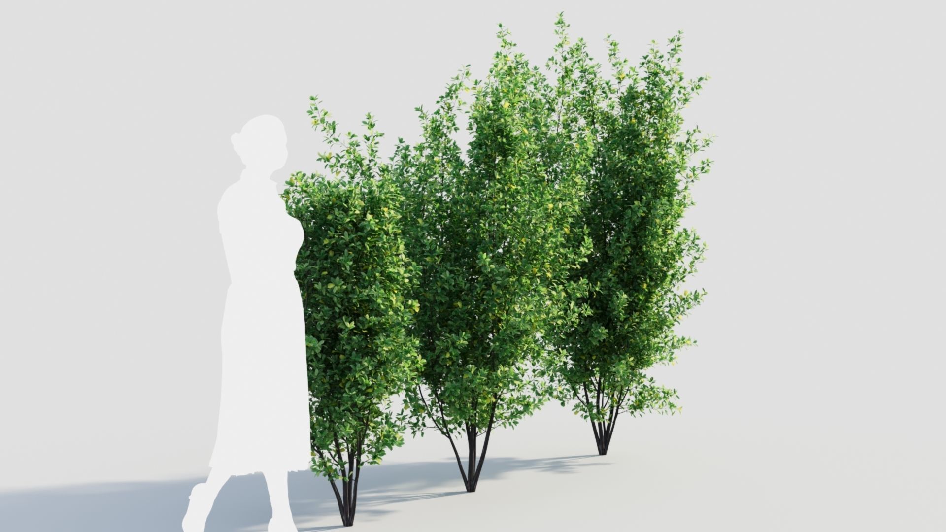 Rhamnus Frangula a 3D model_5