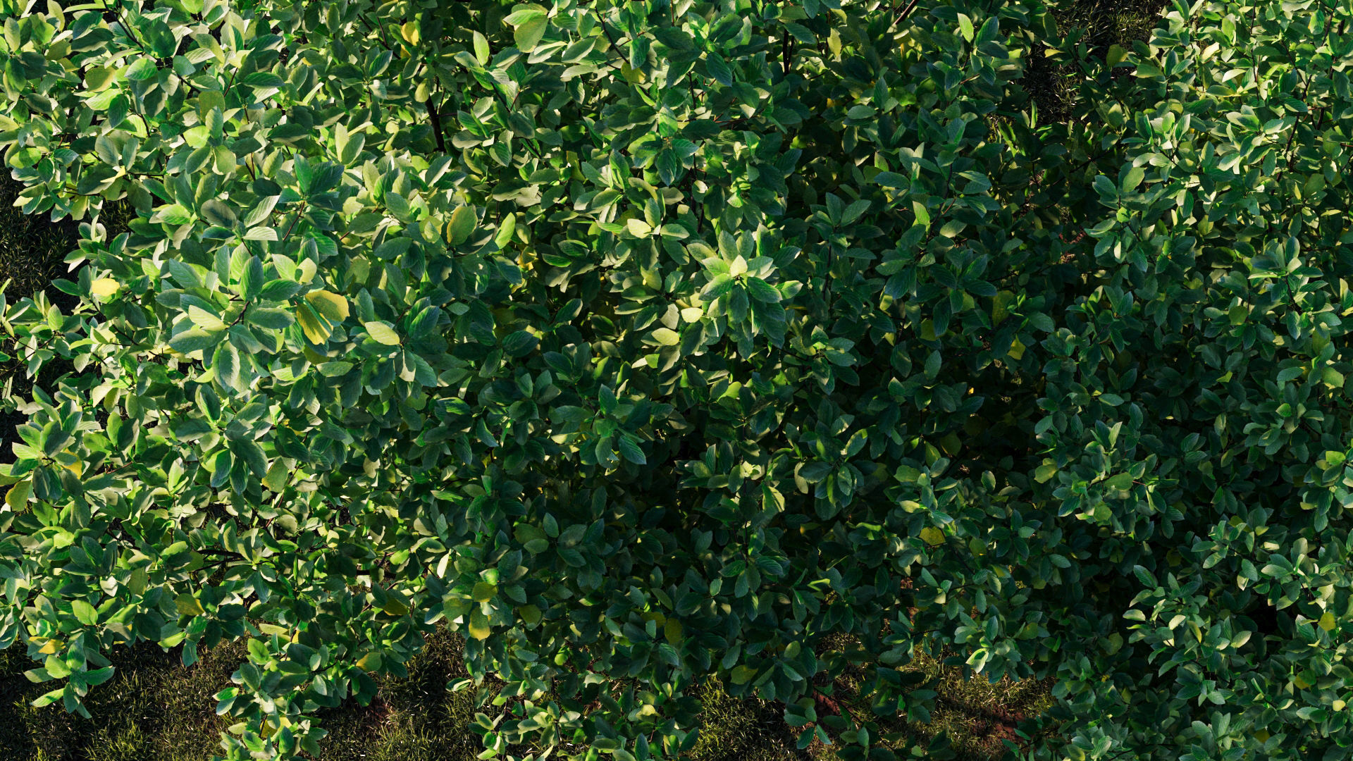 Rhamnus Frangula a 3D model_2