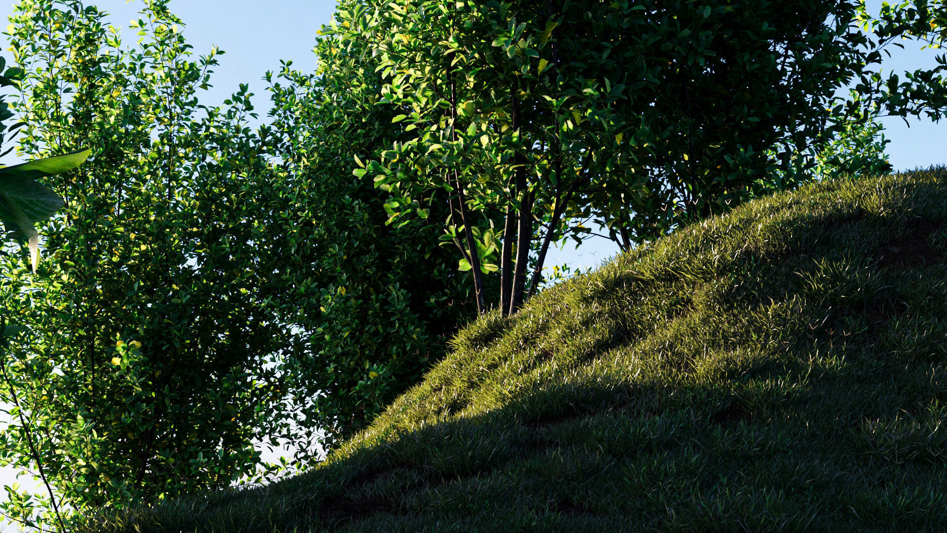 Rhamnus Frangula a 3D model_1