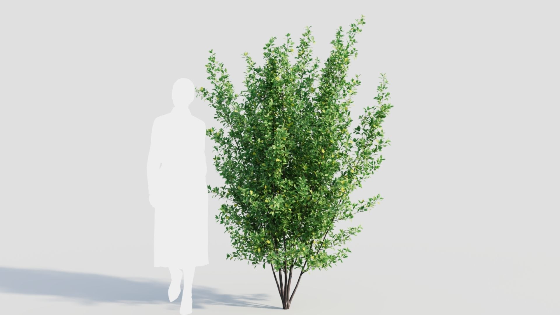 Rhamnus Frangula a 3D model_8