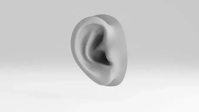 ear human 3D model 3D model