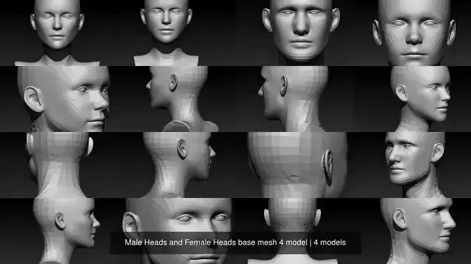 Male Heads and Female Heads base mesh 4 model
