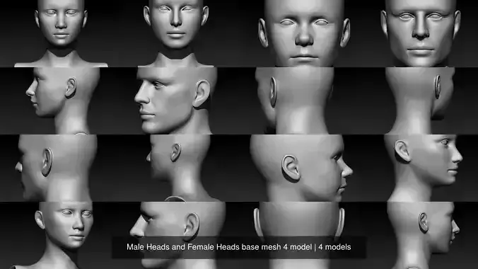 Male Heads and Female Heads base mesh 4 model 3D Model Collection