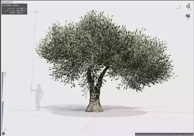 Palestinian Olive Tree 3D model