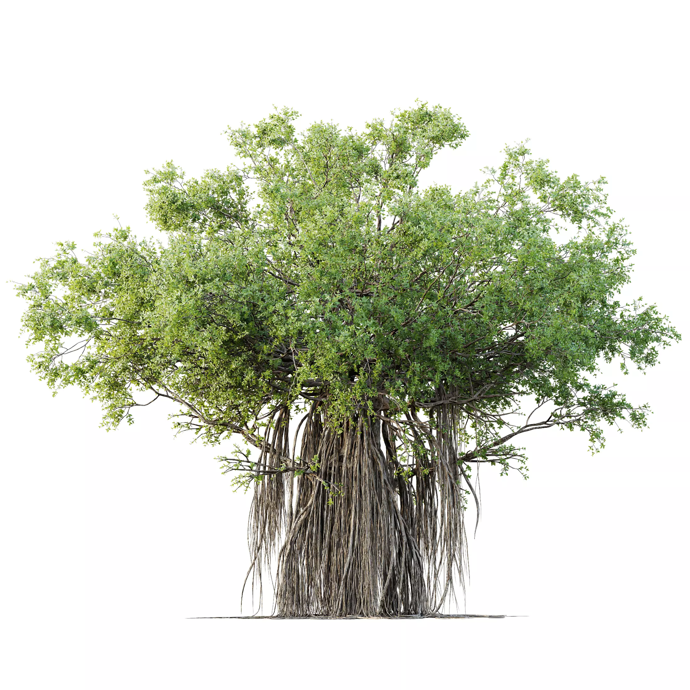 HQ Plants Banyan Ficus Benghalensis Tree 3D model_0