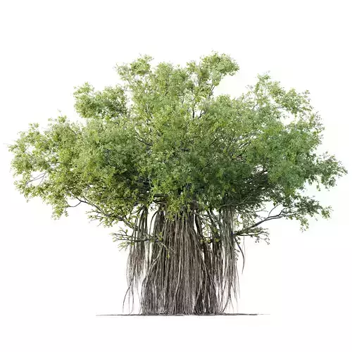 HQ Plants Banyan Ficus Benghalensis Tree 3D model