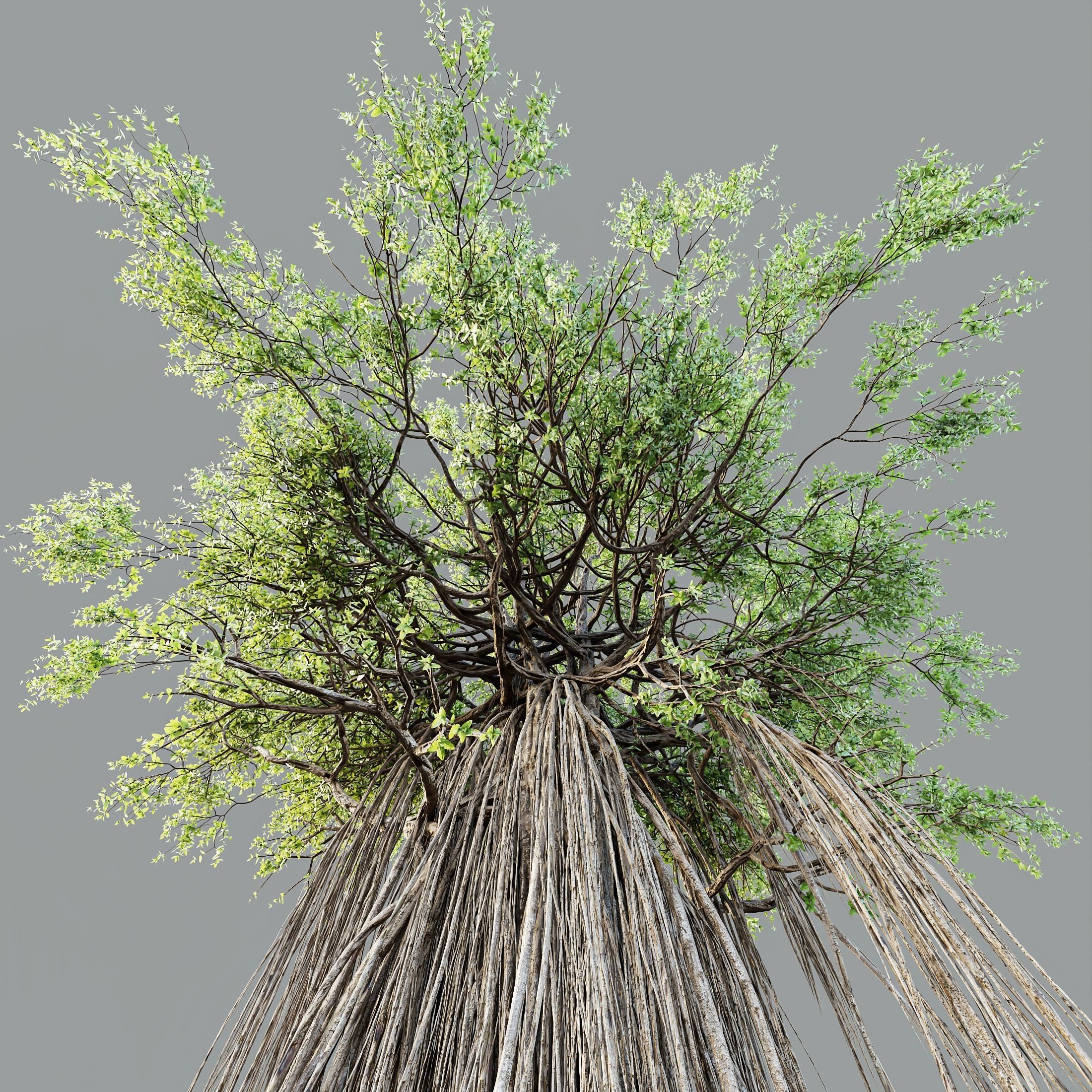 HQ Plants Banyan Ficus Benghalensis Tree 3D model_1