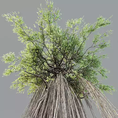 HQ Plants Banyan Ficus Benghalensis Tree