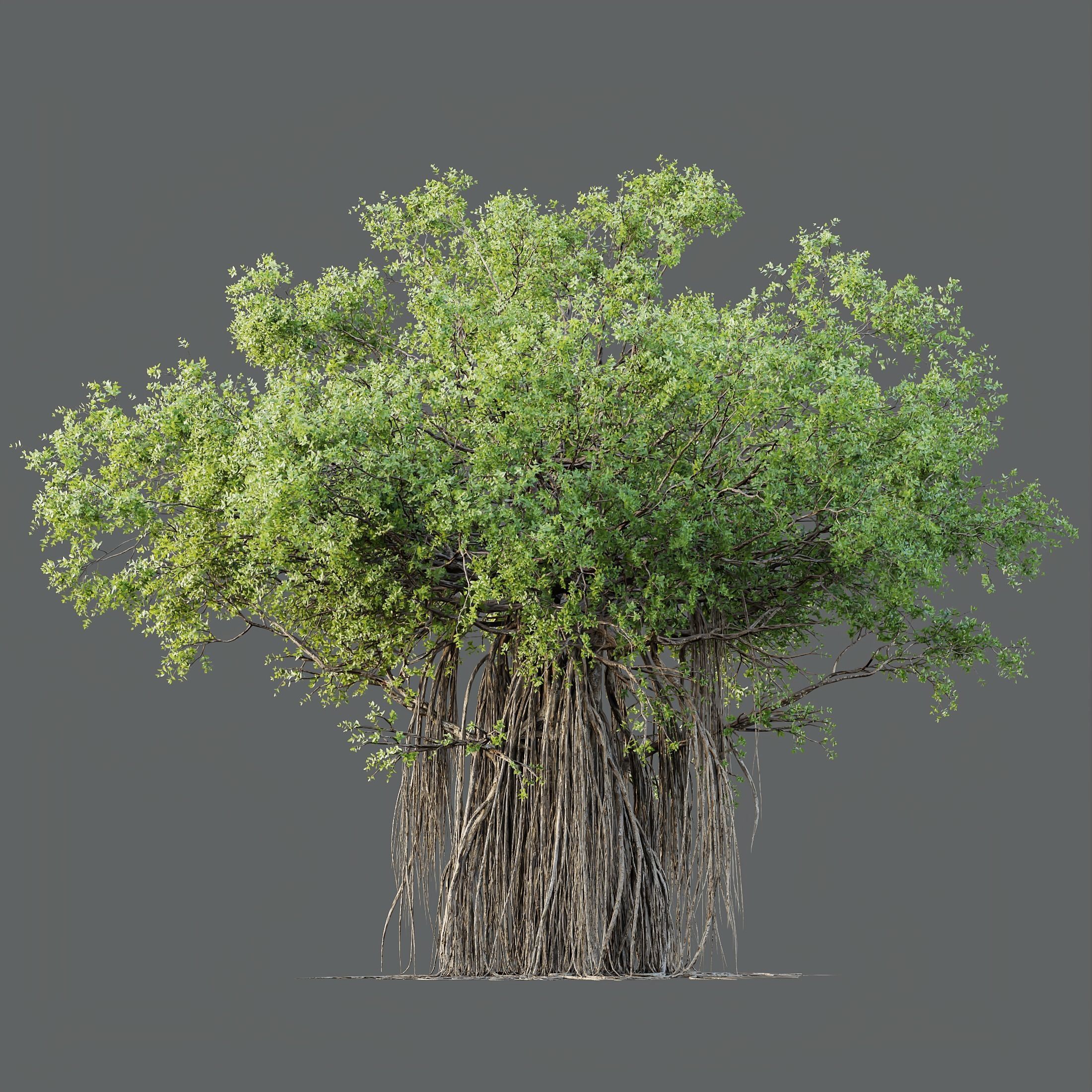 HQ Plants Banyan Ficus Benghalensis Tree 3D model_3