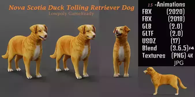 Nova Scotia Duck Tolling Retriever Dog Low-poly 3D model
