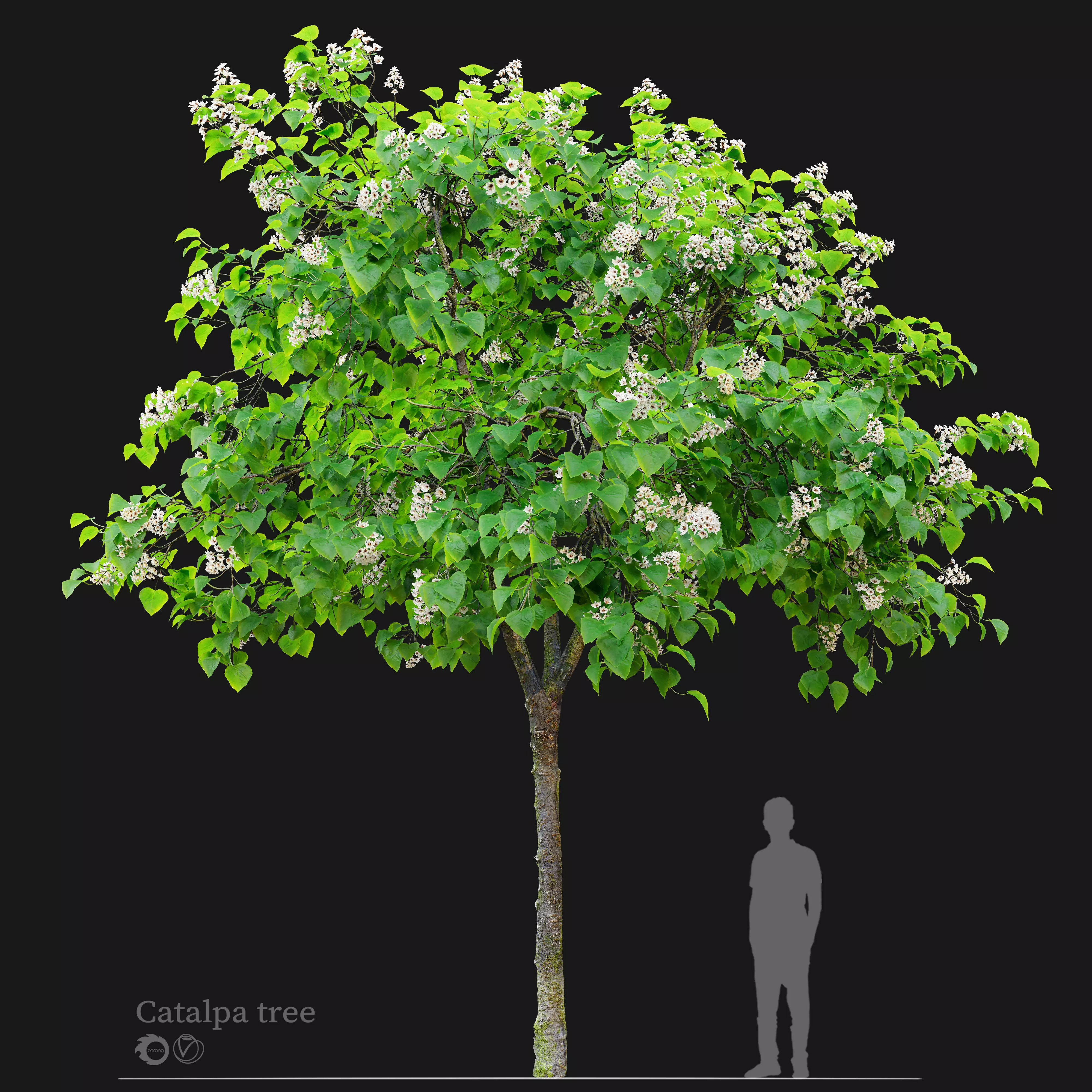 Catalpa tree 03 3D model_0
