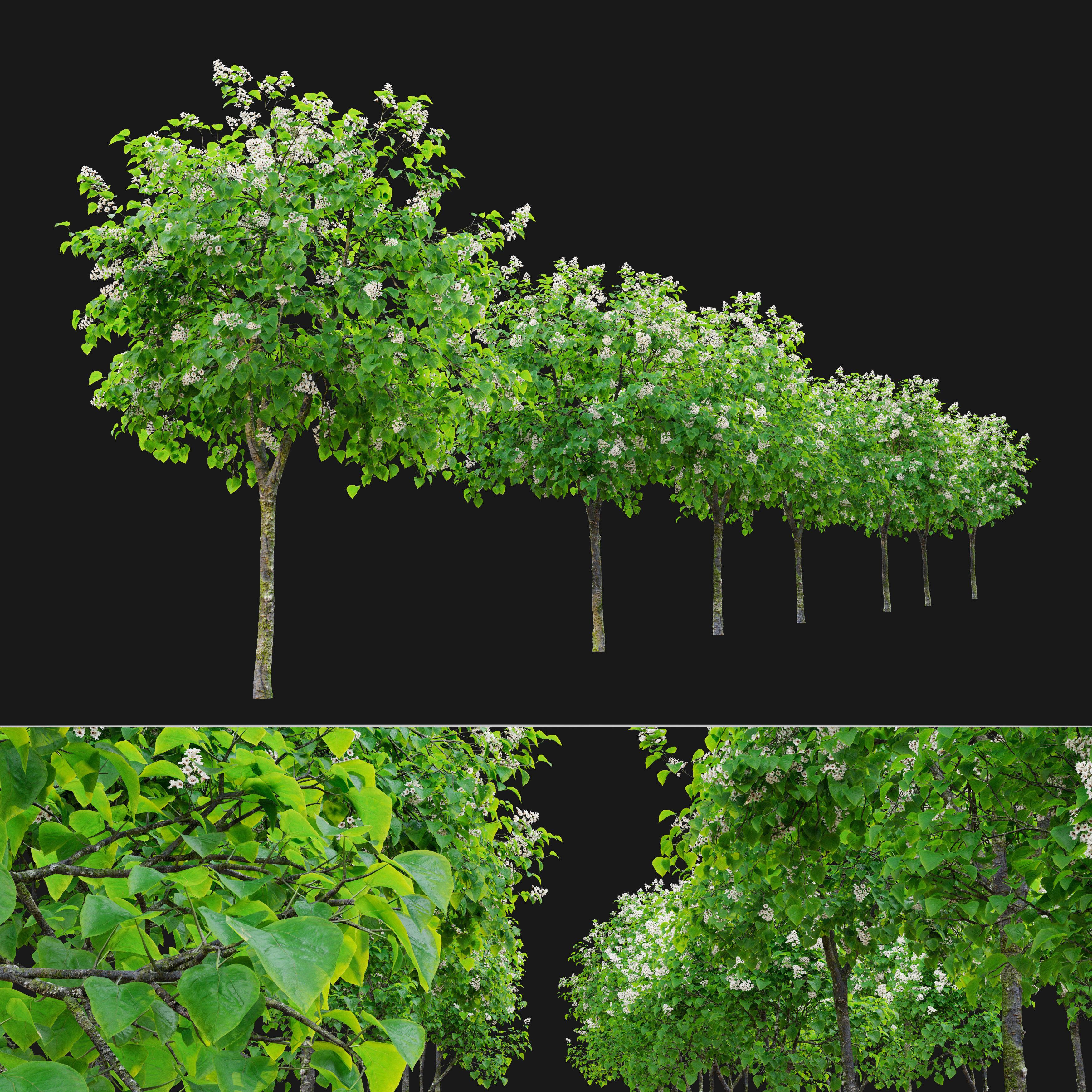 Catalpa tree 03 3D model_3