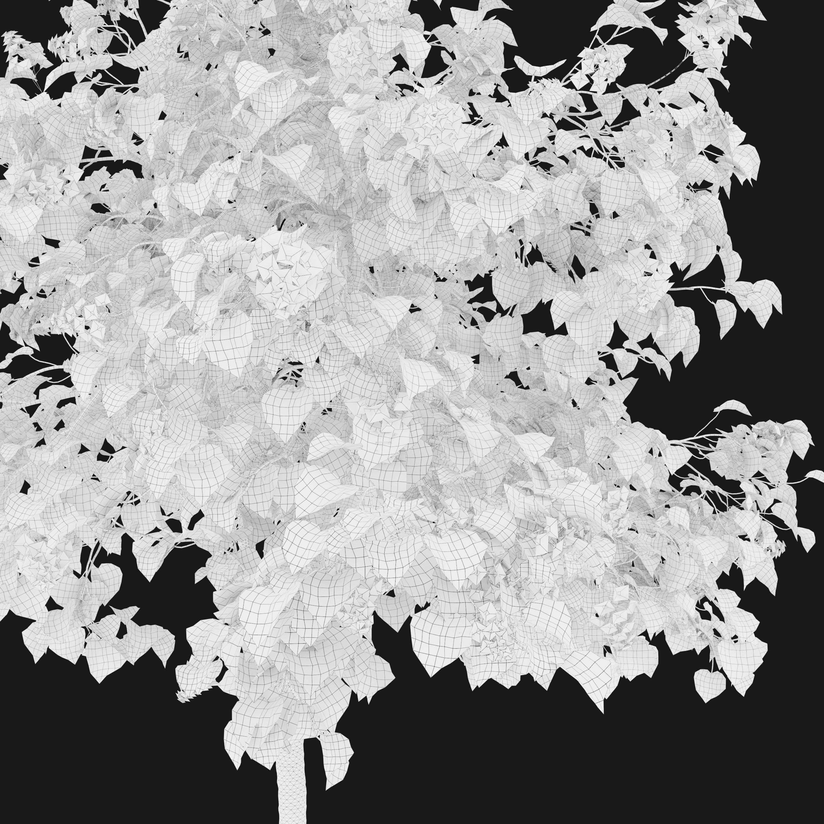 Catalpa tree 03 3D model_4