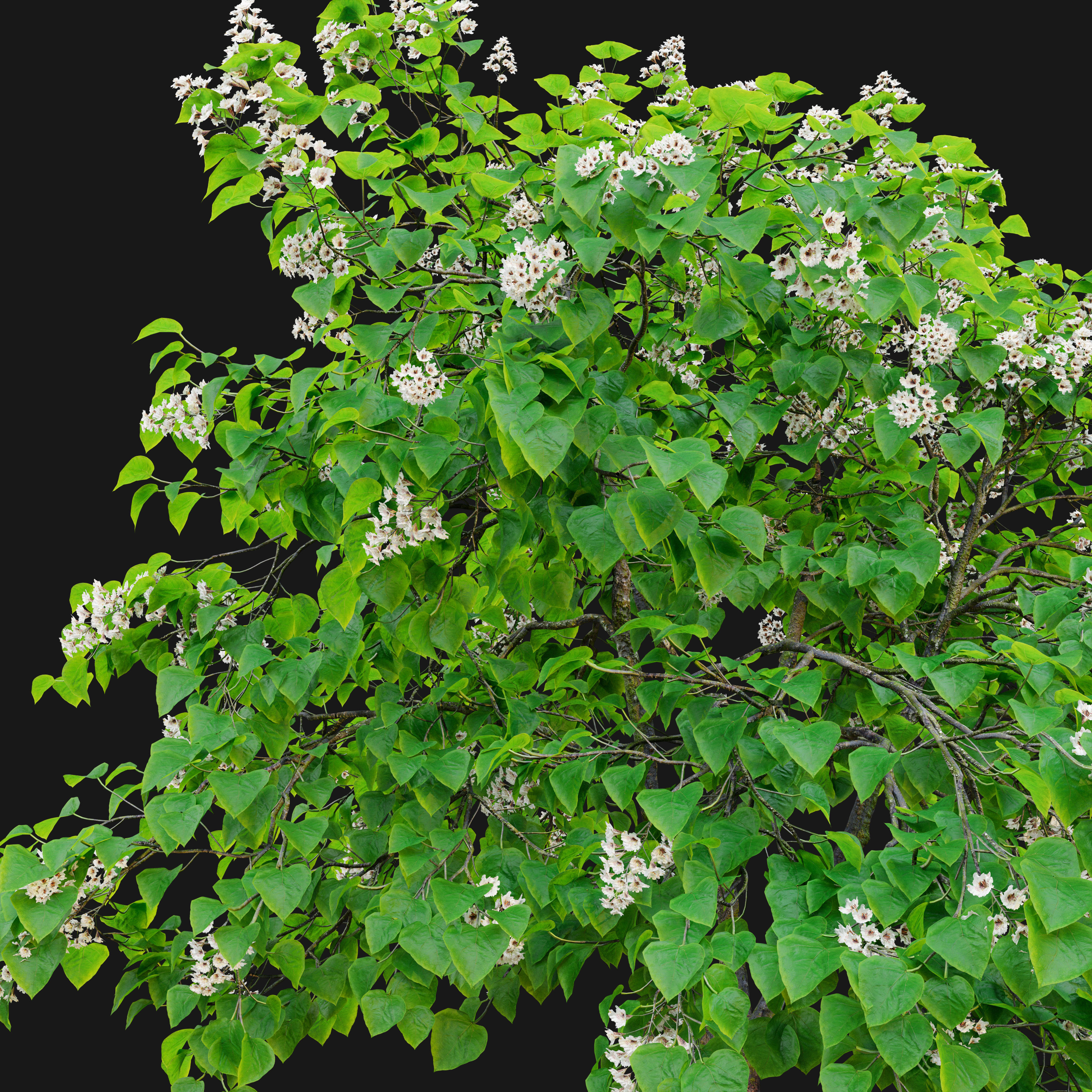 Catalpa tree 03 3D model_2