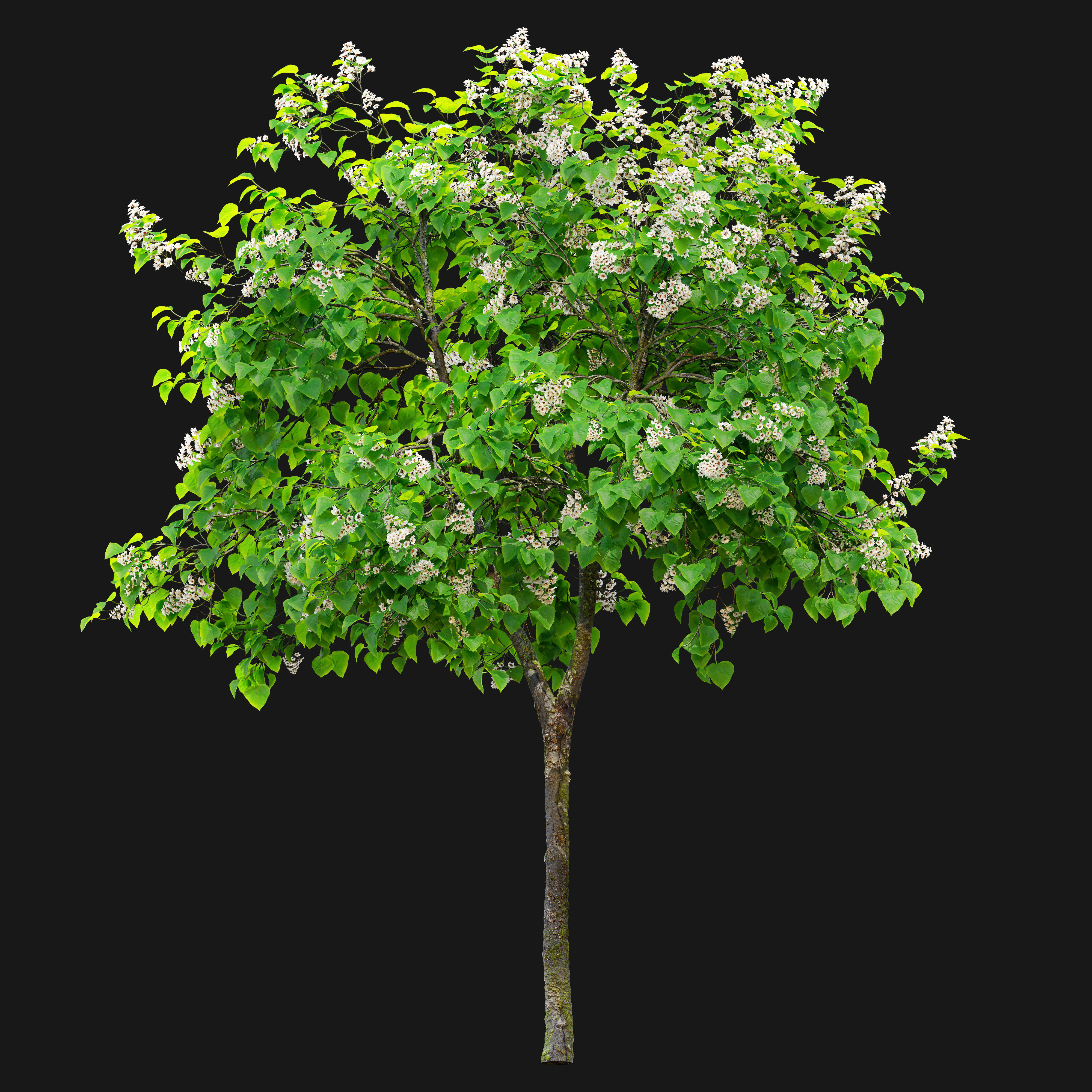 Catalpa tree 03 3D model_1