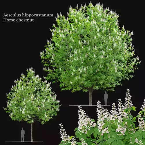 Chestnut tree 02 3D model
