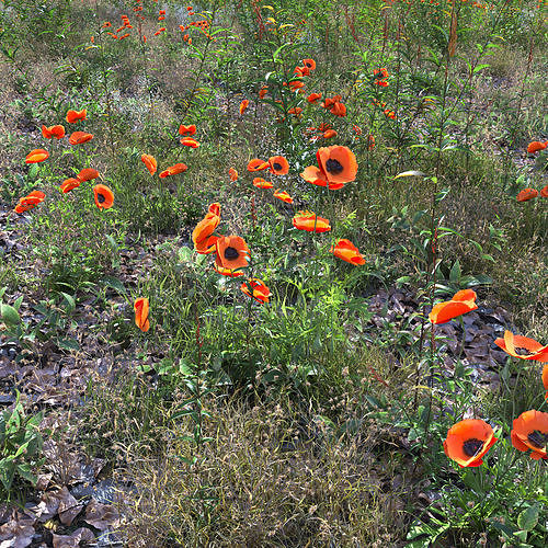 Meadow 17 3D model