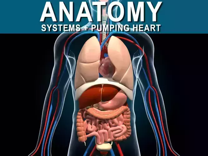 Human Anatomy 3D model