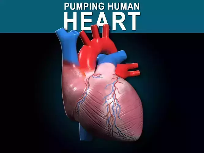 Human Pumping Heart