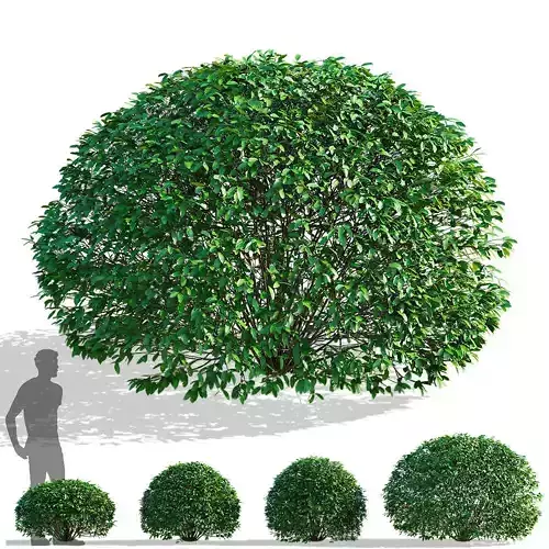 Ligustrum vulgare balls