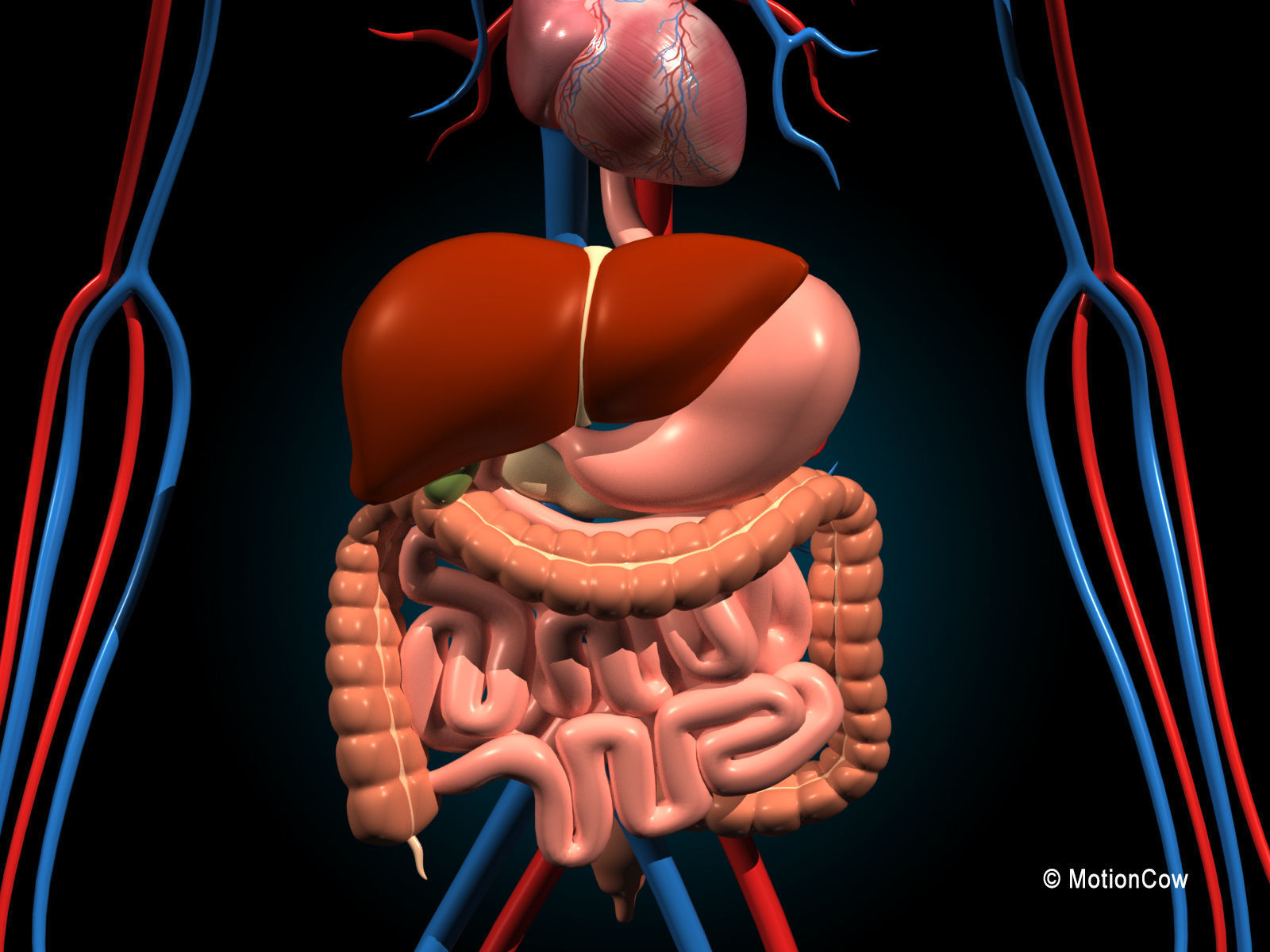 Human Digestive System 3D model_2