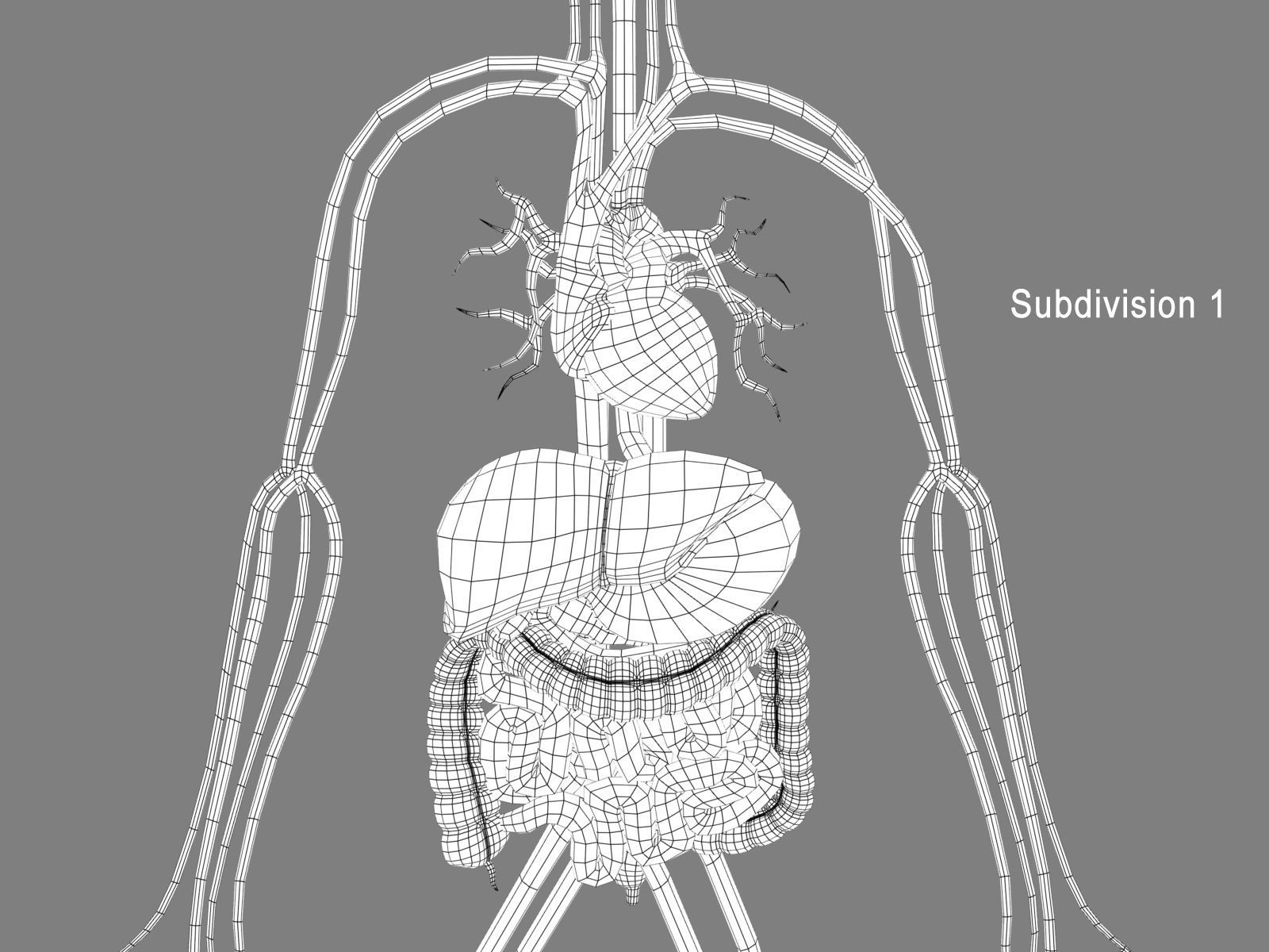 Human Digestive System 3D model_13